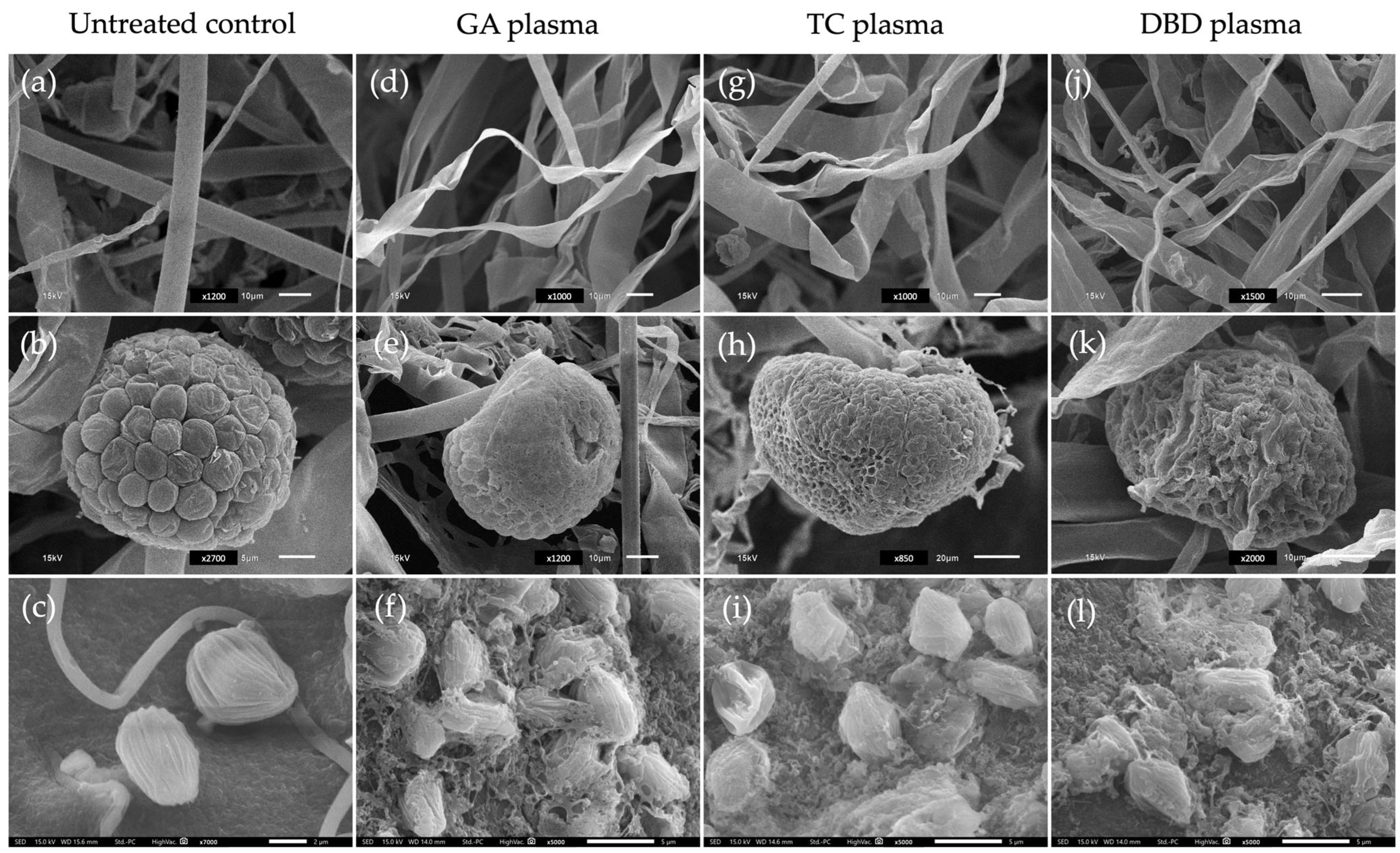 Horticulturae 11 00818 g004