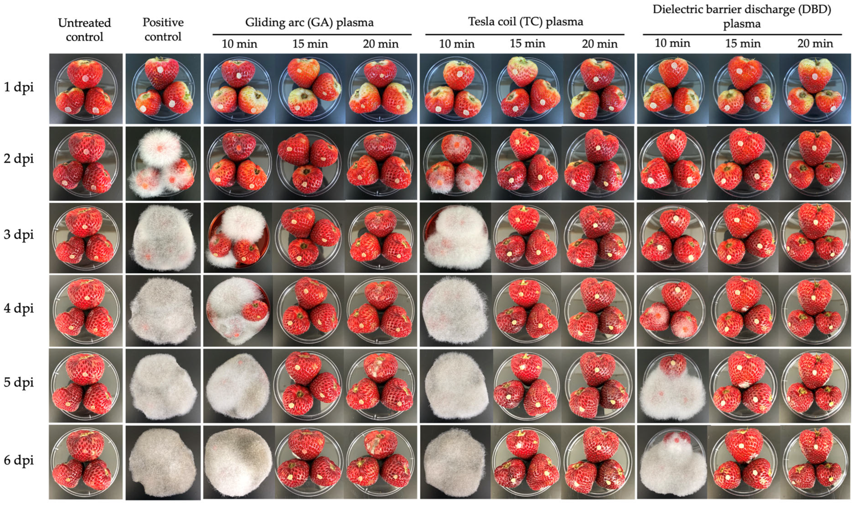 Horticulturae 11 00818 g005