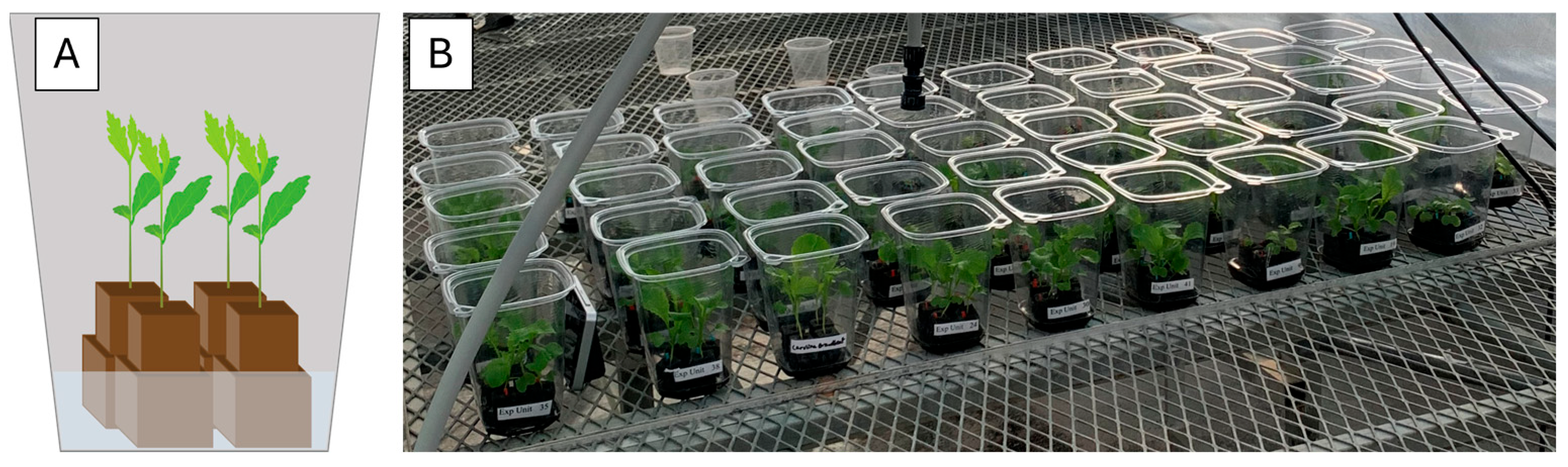 Horticulturae 11 00820 g001