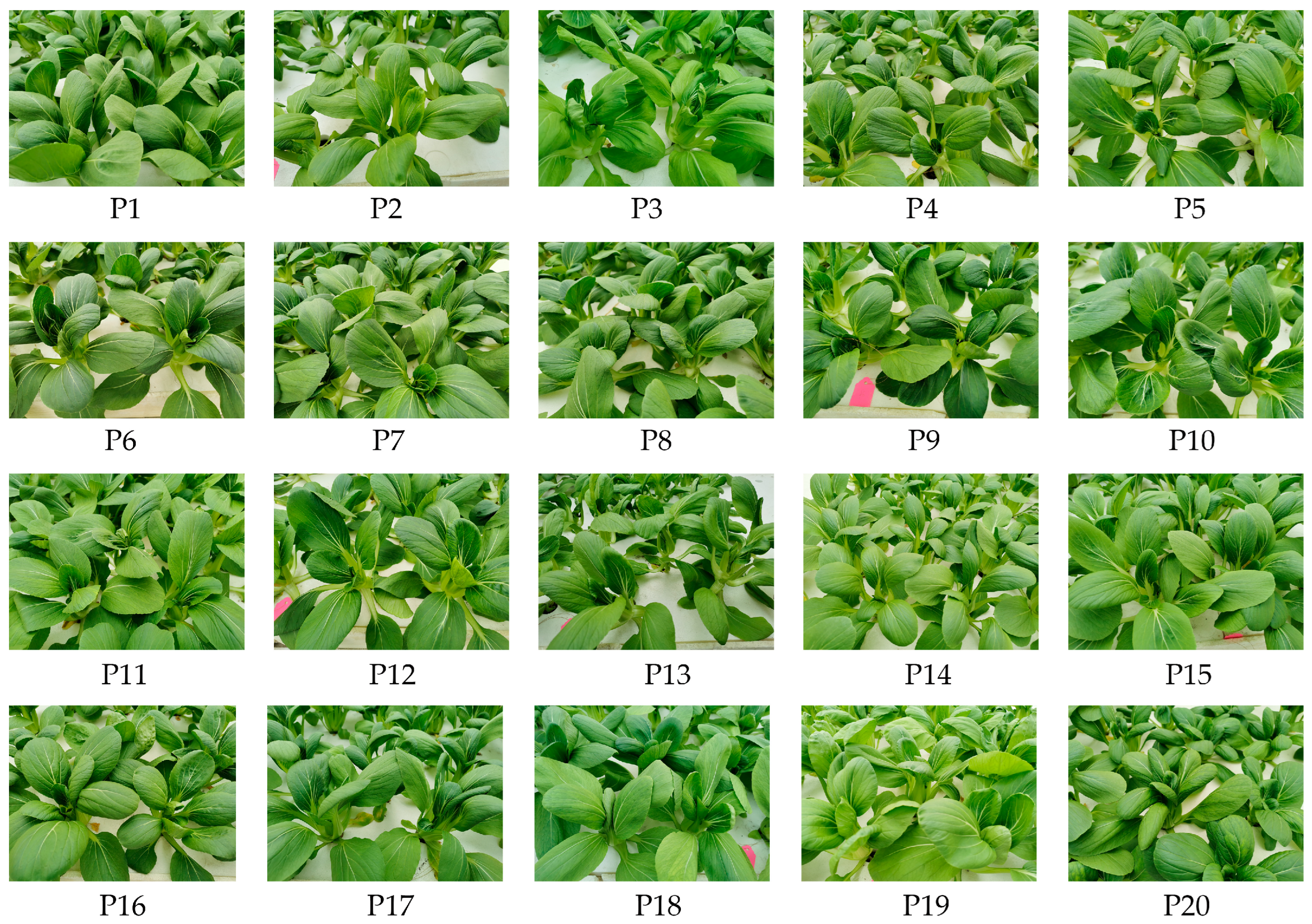 Horticulturae 11 00822 g002