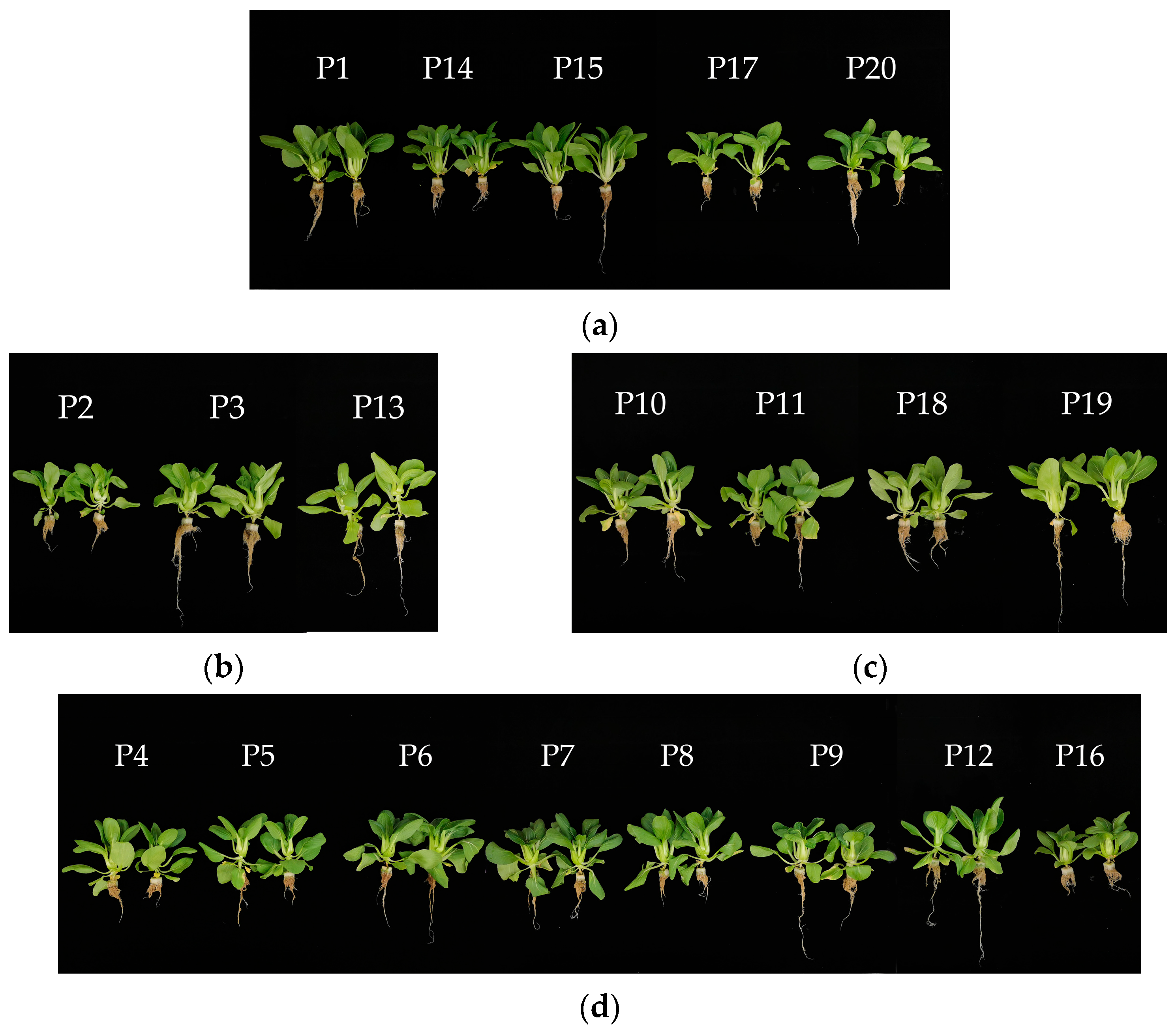 Horticulturae 11 00822 g007