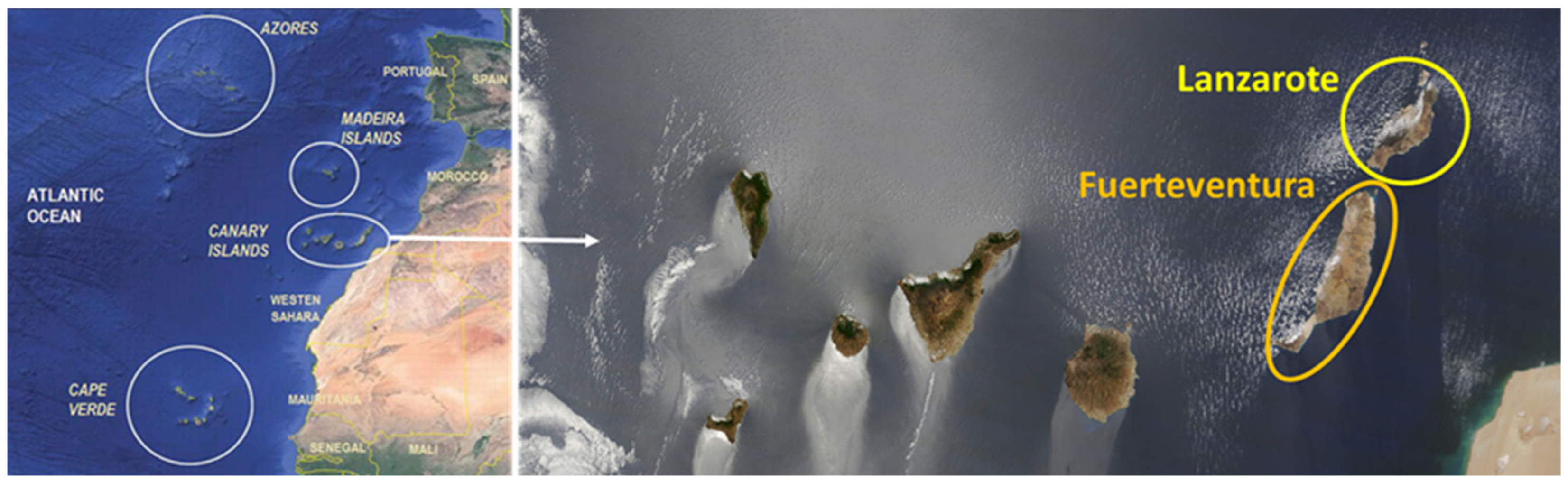 Horticulturae 11 00823 g001