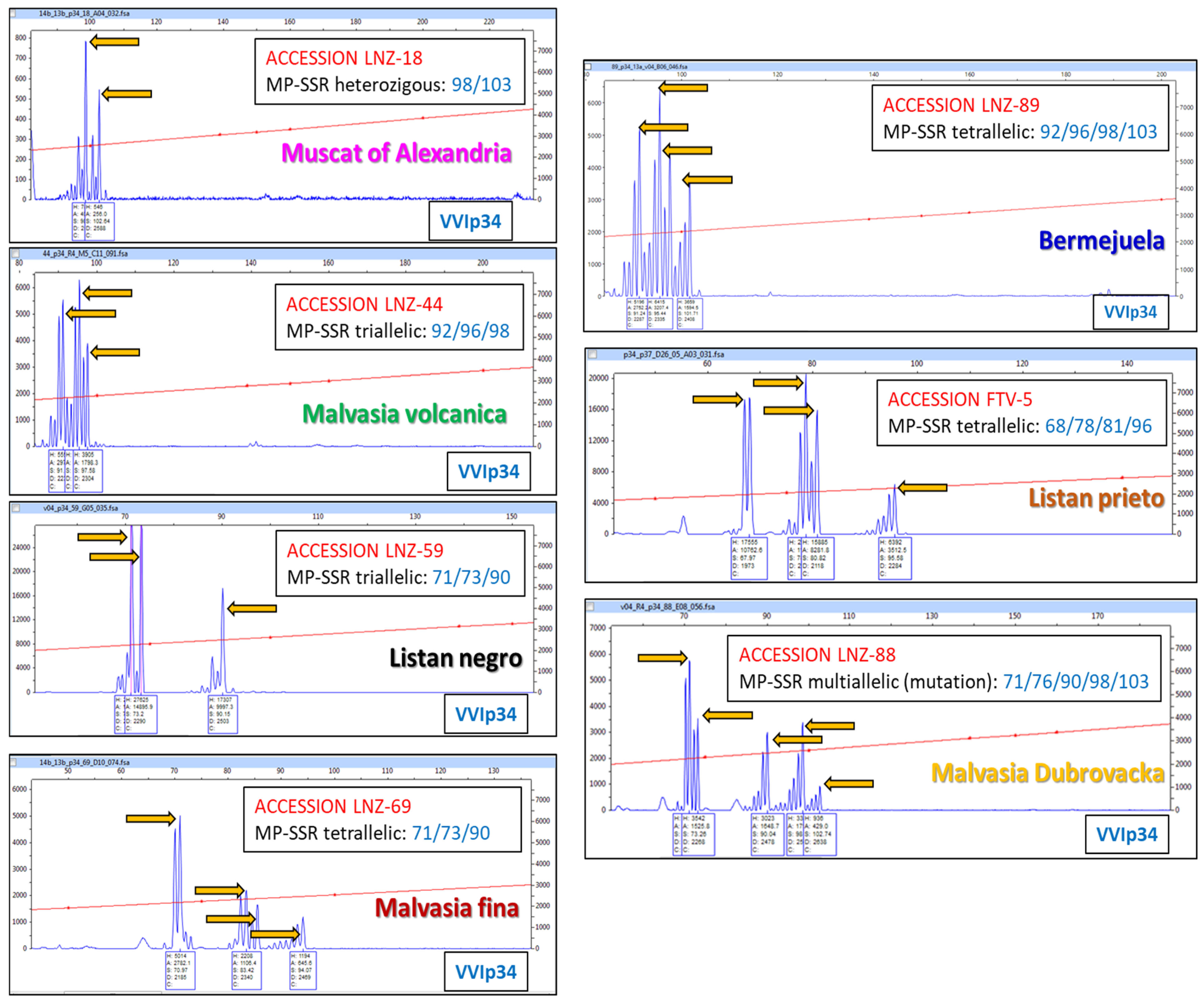 Horticulturae 11 00823 g007