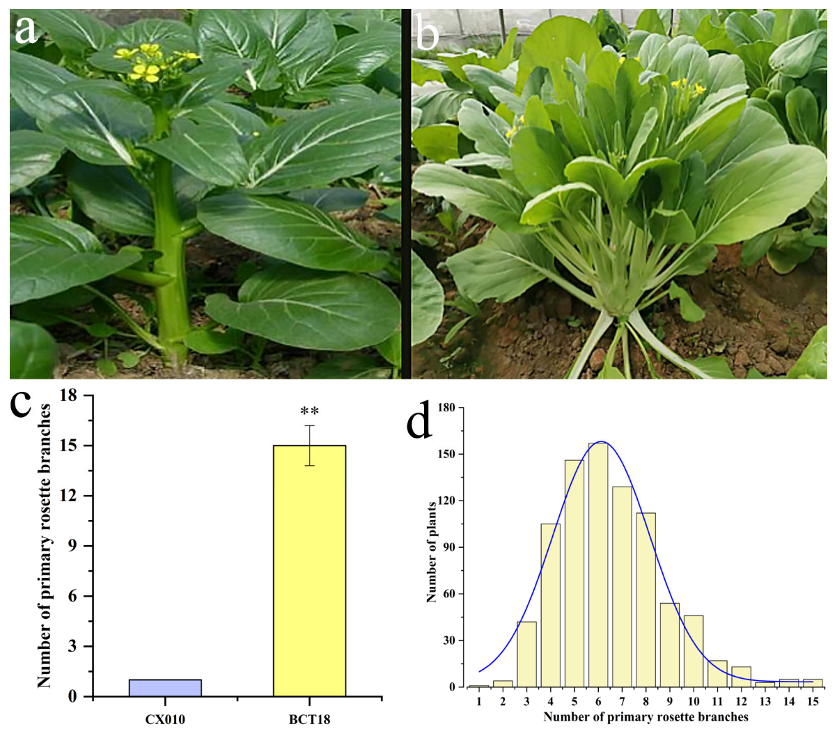 Horticulturae 11 00824 g001