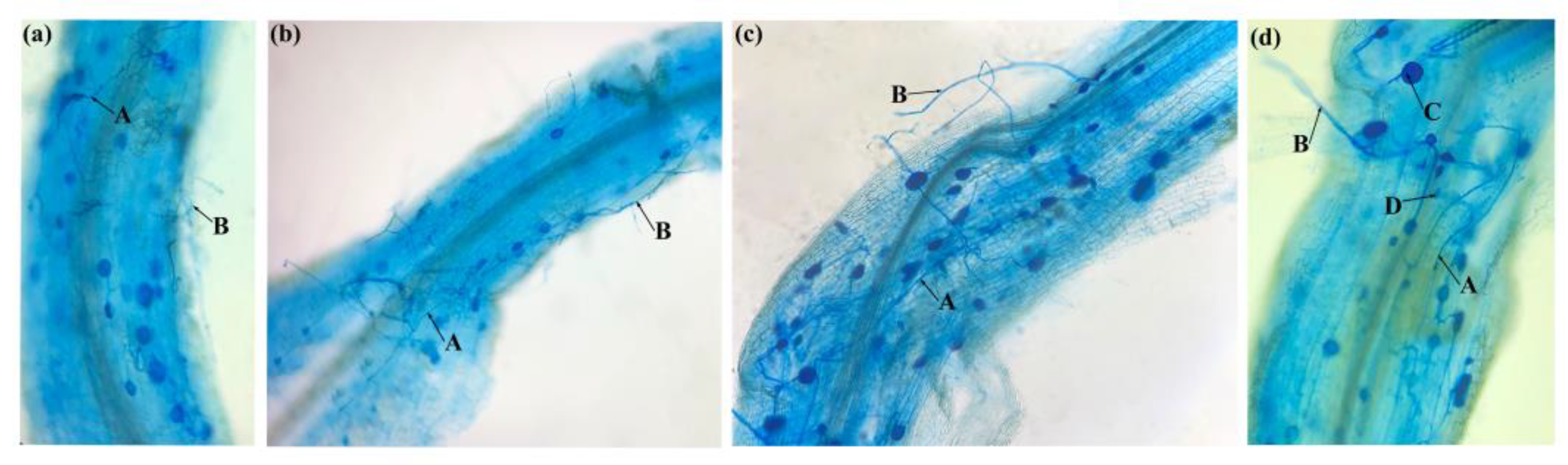 Horticulturae 11 00825 g001
