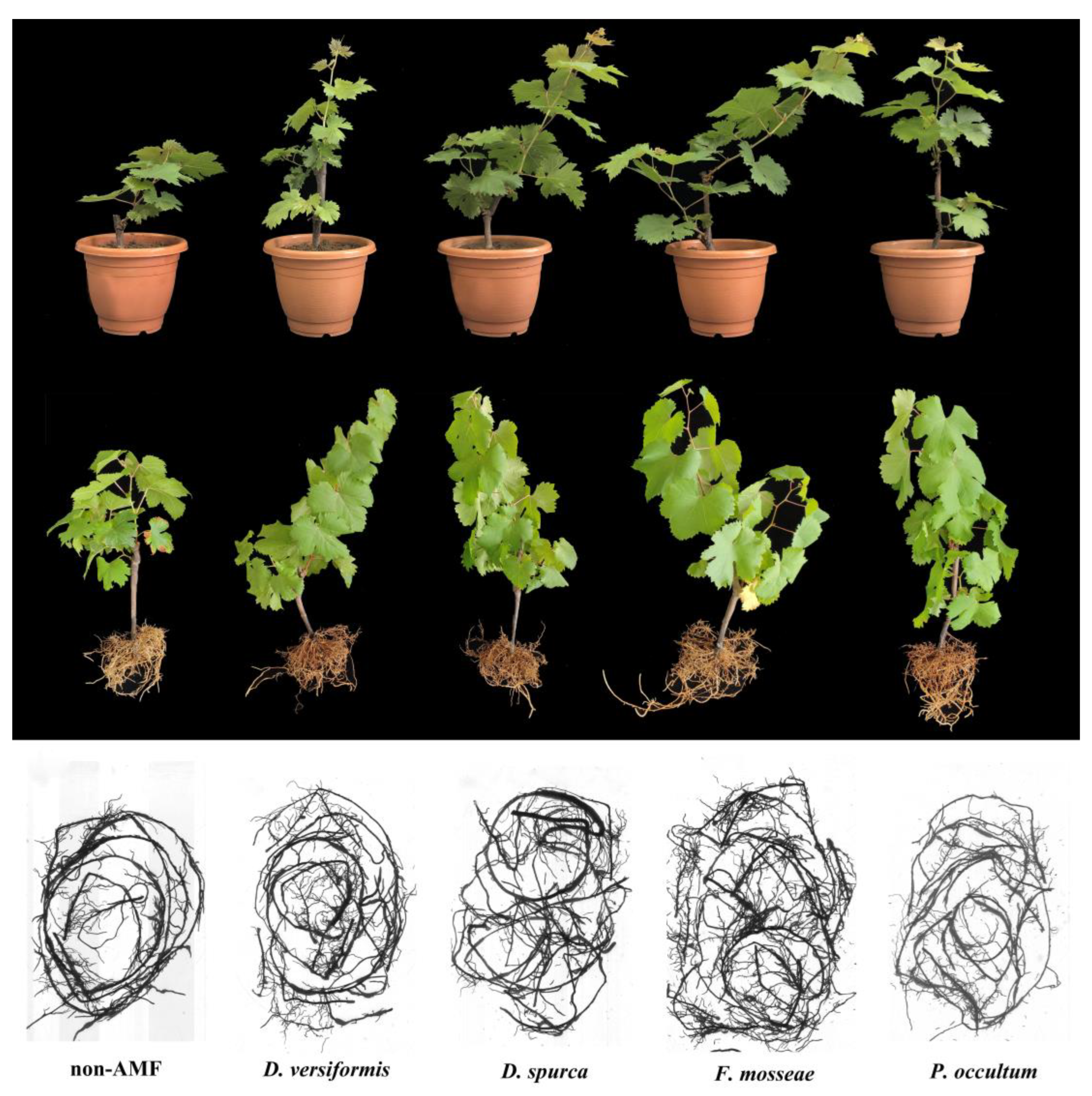 Horticulturae 11 00825 g003