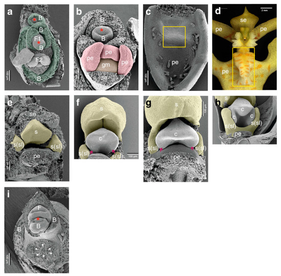 キムラ ゴジラ】映画フライヤー 25枚セット