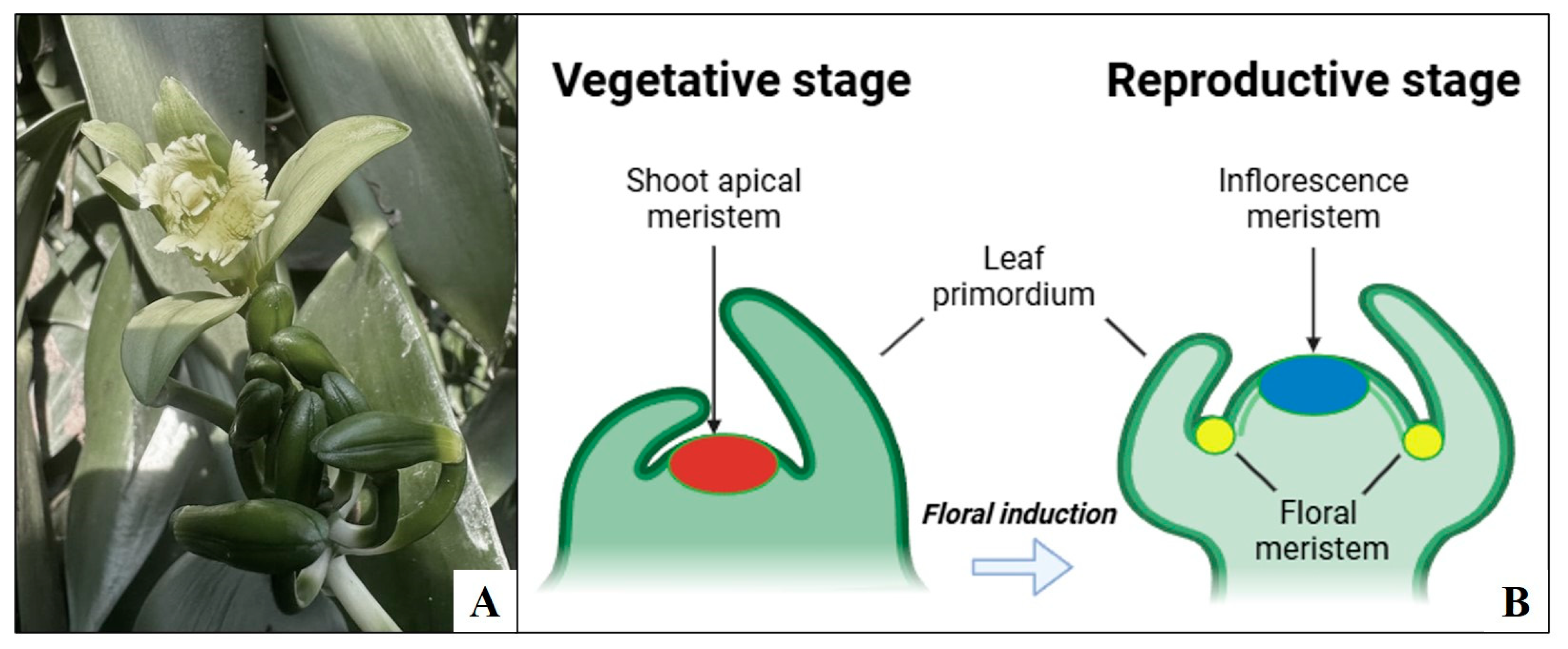 Recent Advances in In Vitro Floral Induction in Tropical