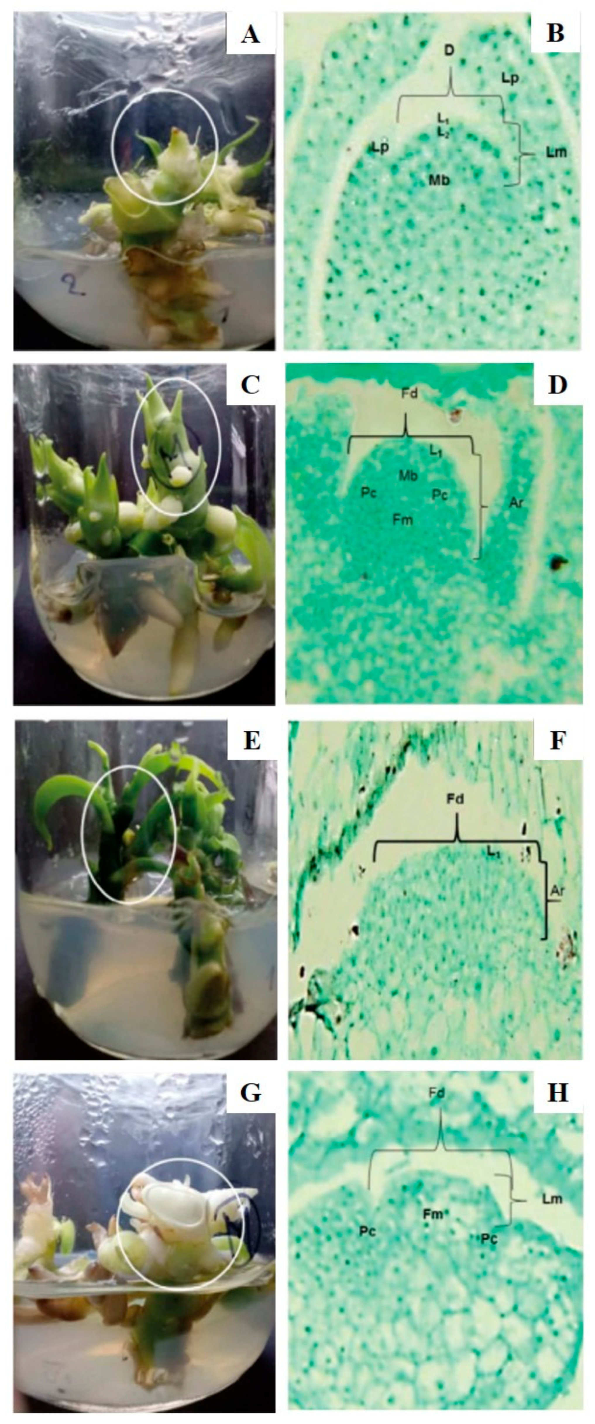 Horticulturae 11 00829 g003
