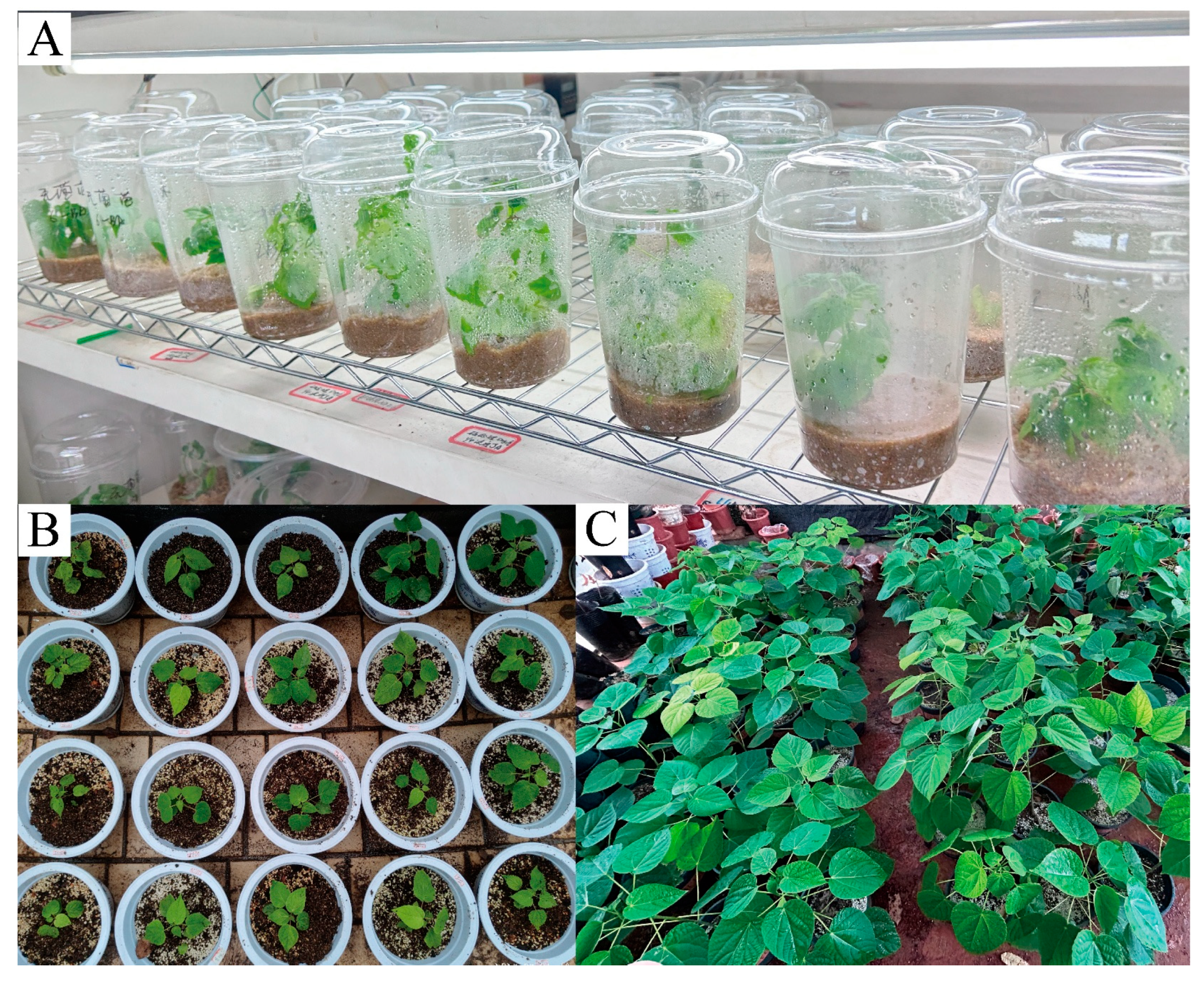 Horticulturae 11 00834 g001