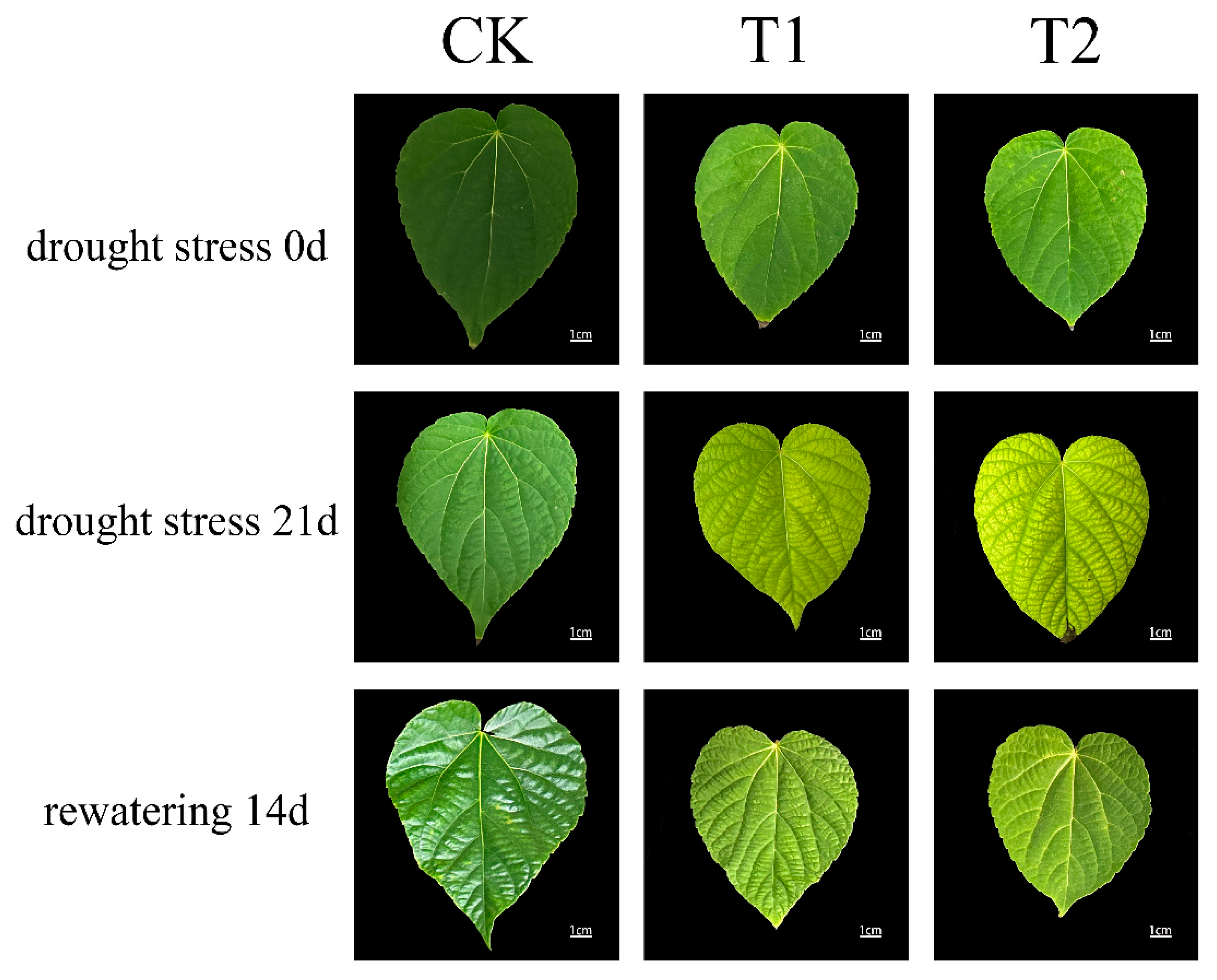 Horticulturae 11 00834 g002