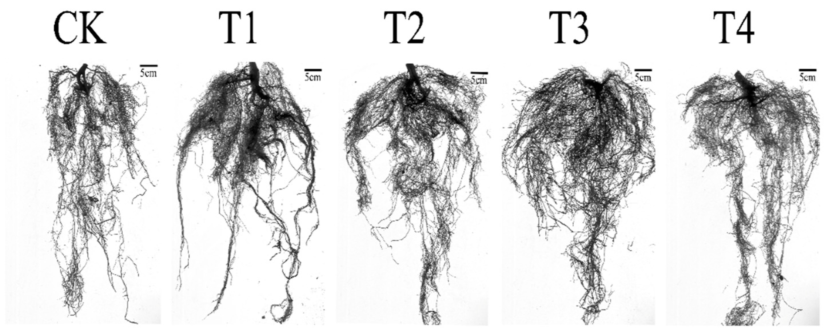 Horticulturae 11 00834 g003