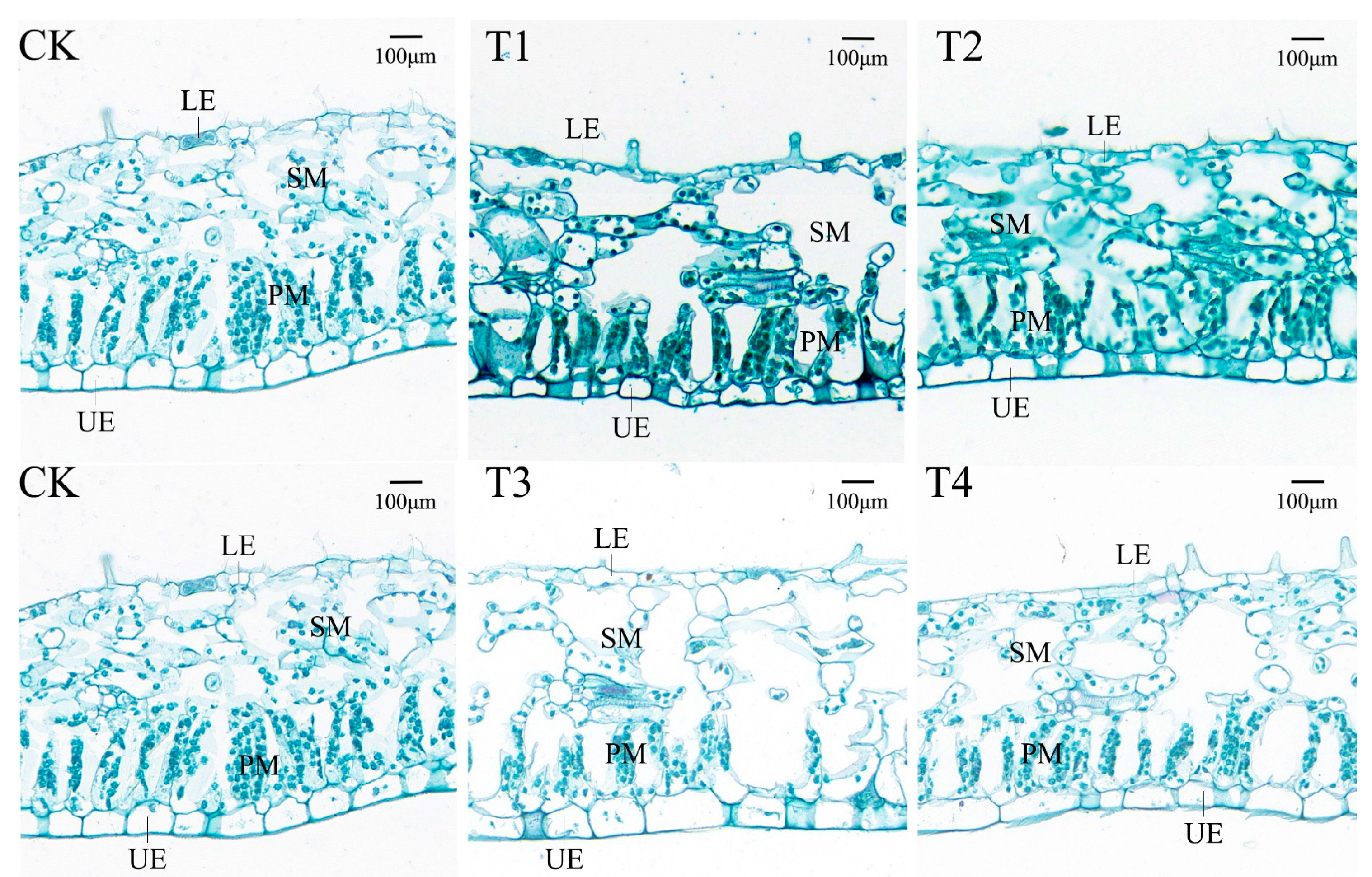 Horticulturae 11 00834 g009