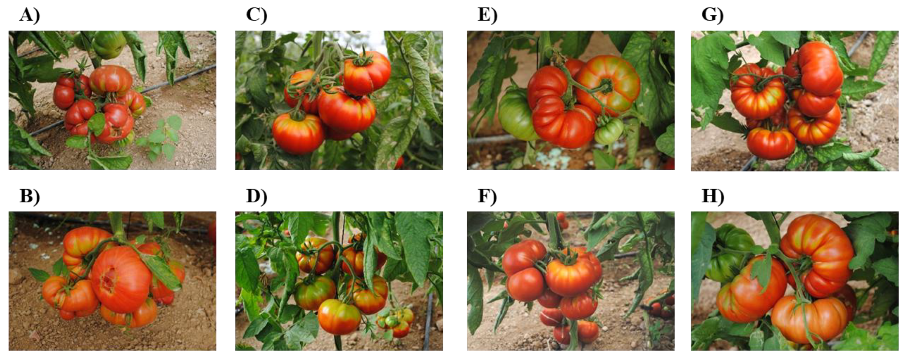 Horticulturae 11 00838 g001