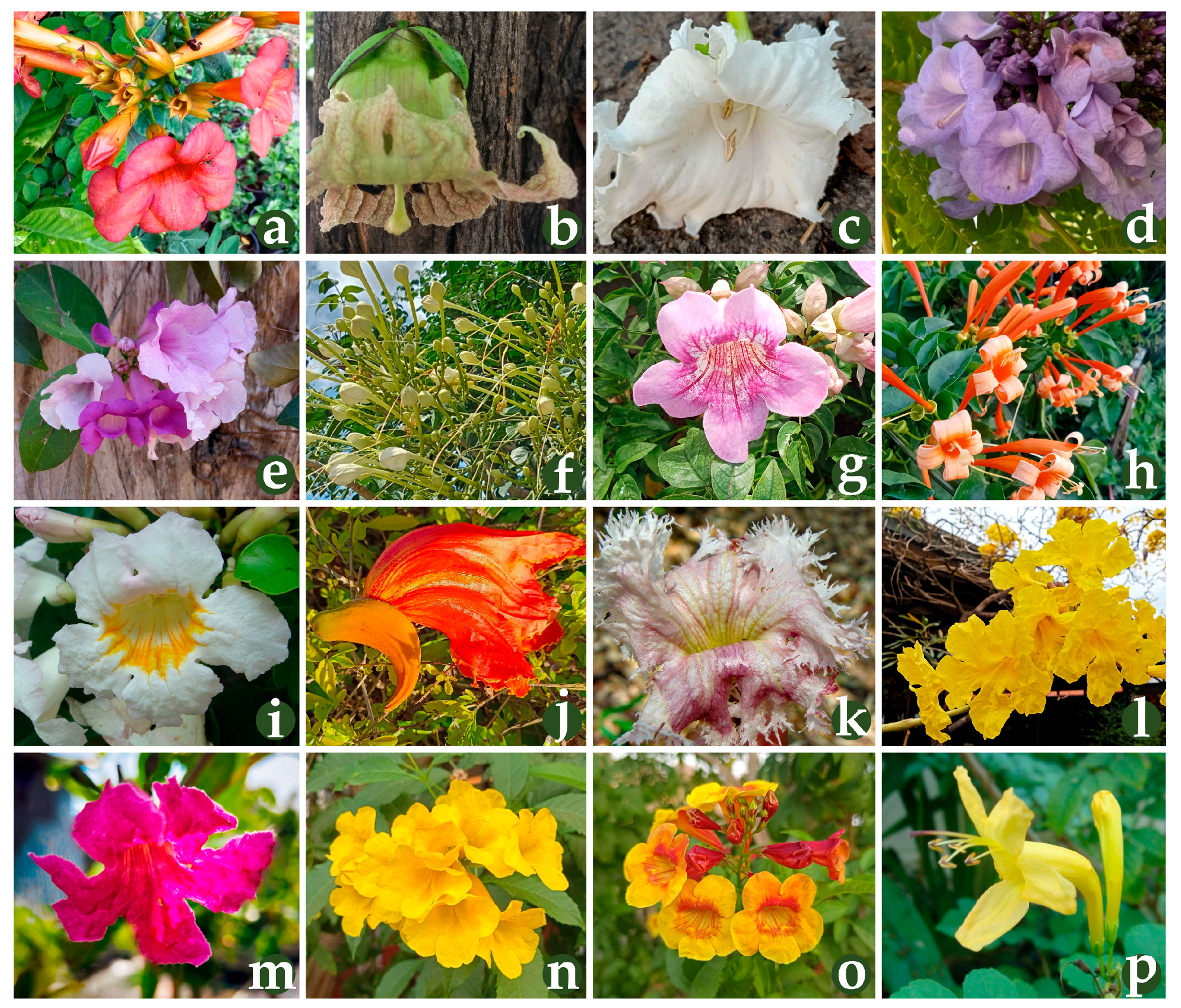 Horticulturae 11 00841 g003