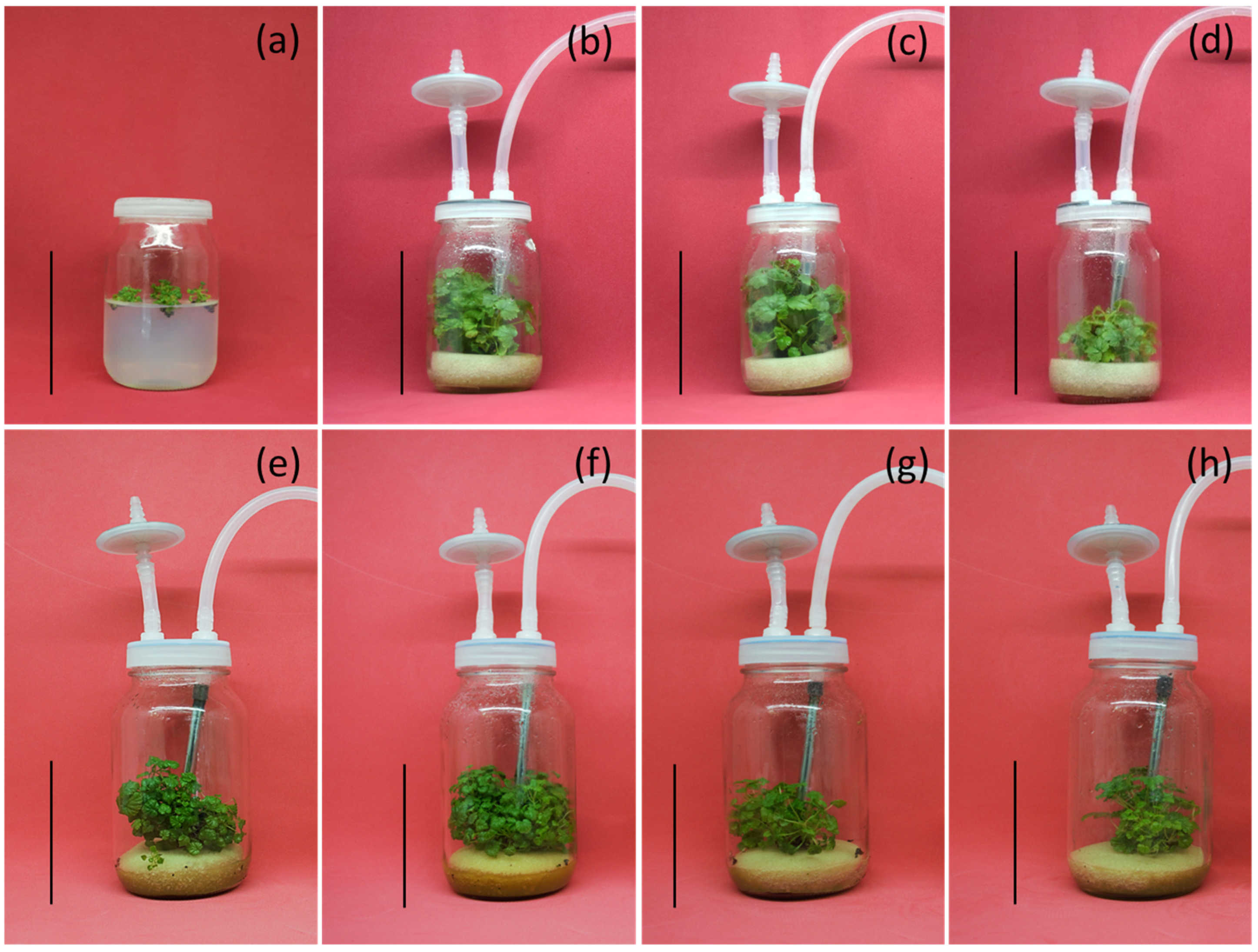 Horticulturae 11 00842 g001