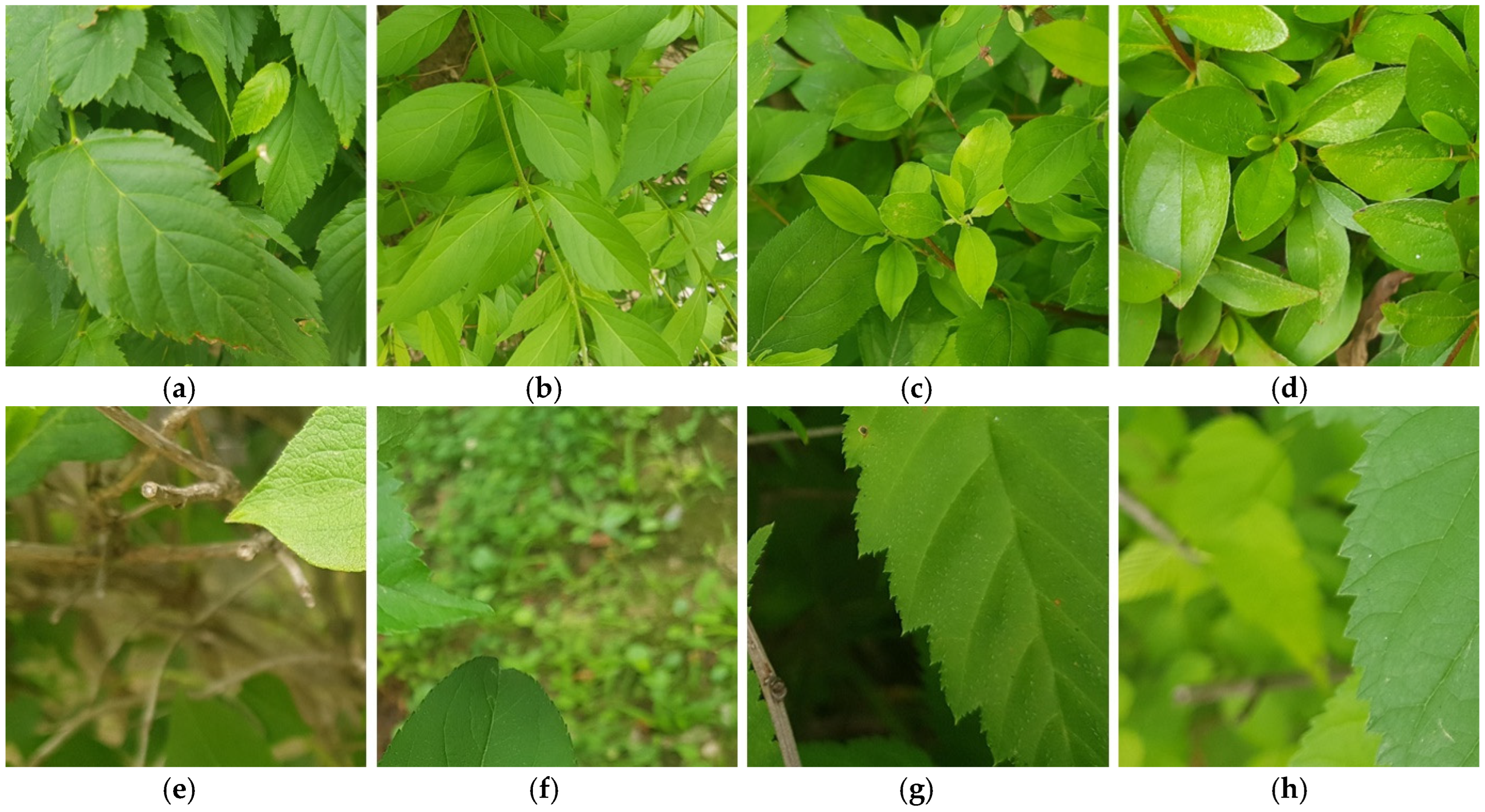 Horticulturae 11 00843 g001