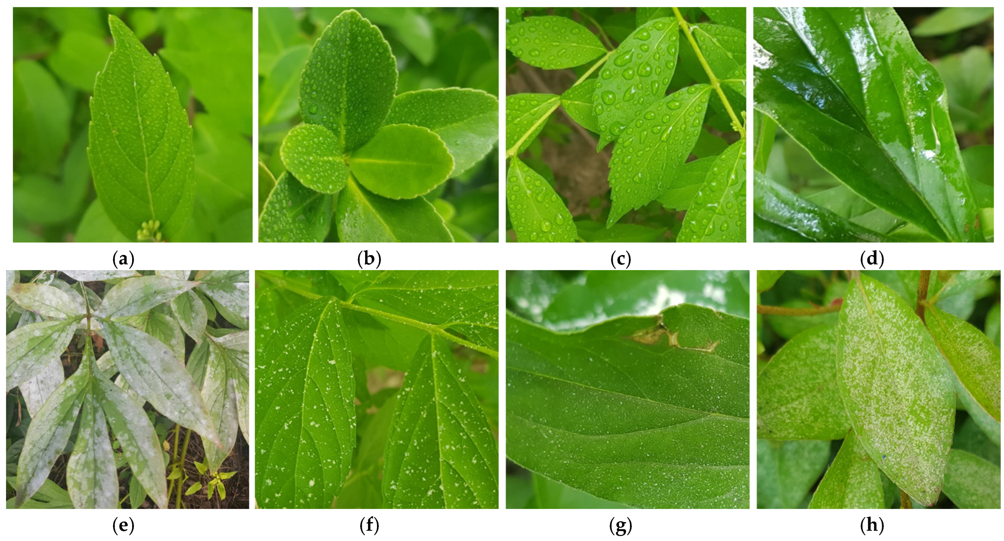 Horticulturae 11 00843 g002