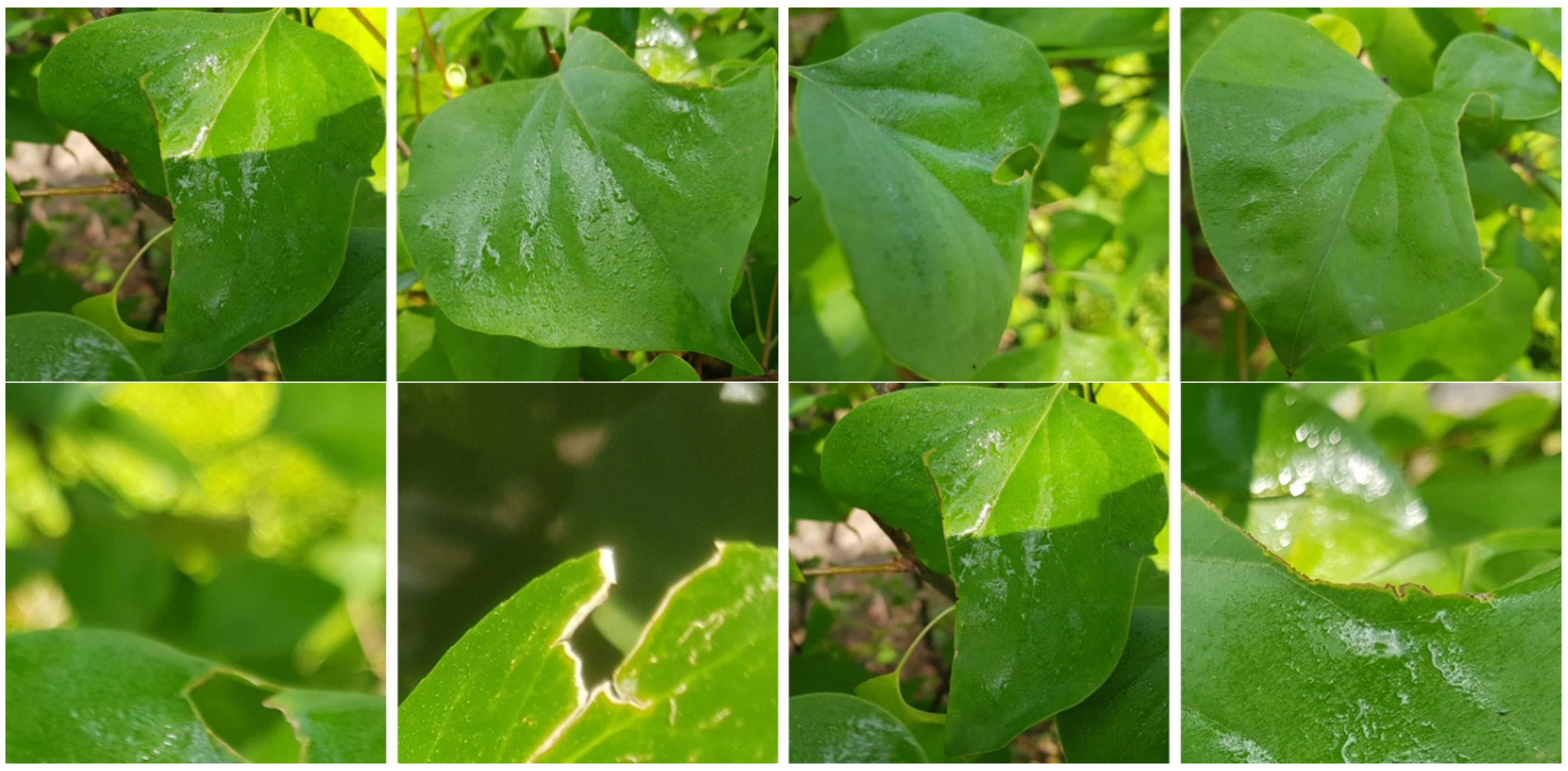 Horticulturae 11 00843 g003