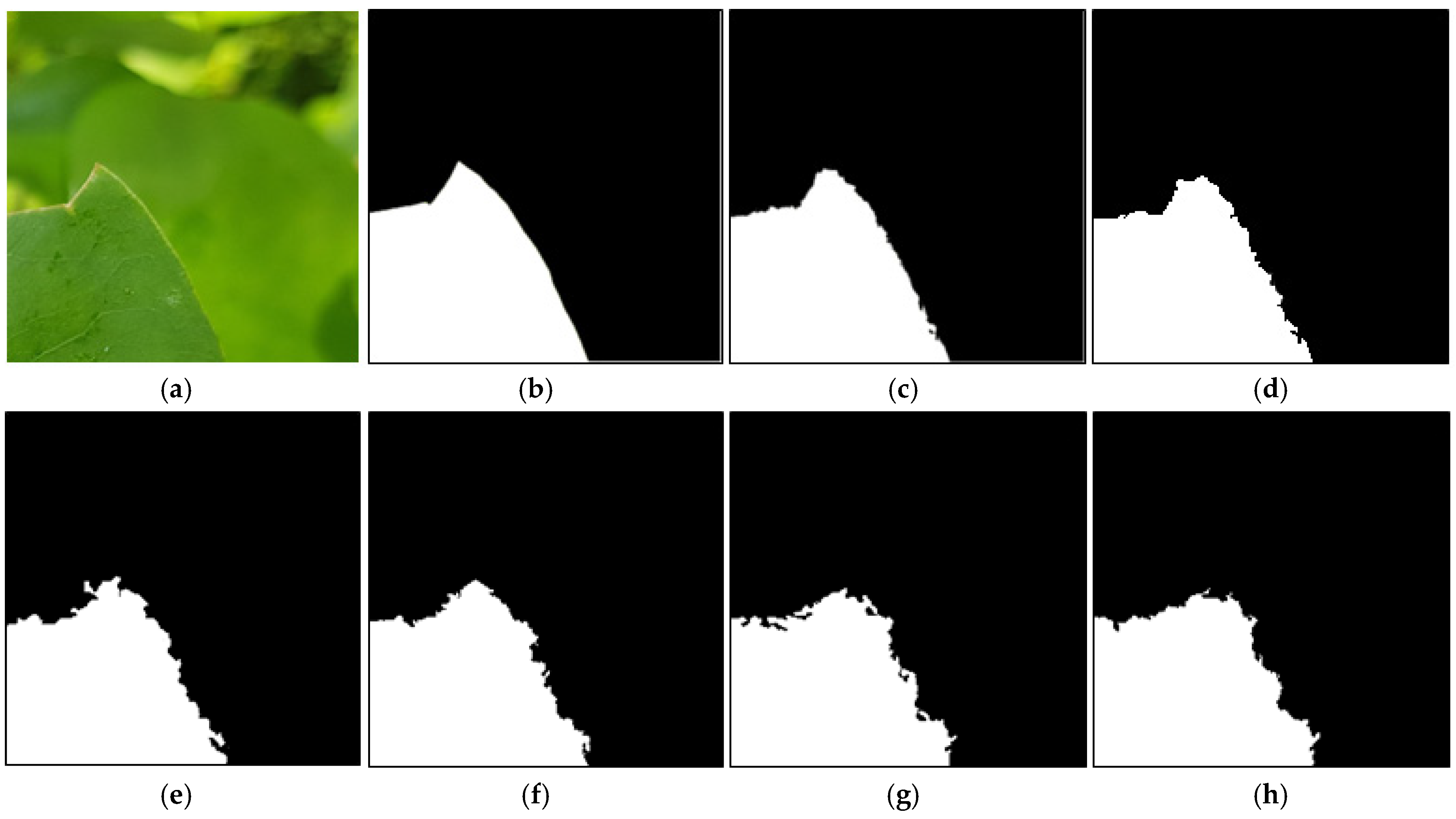 Horticulturae 11 00843 g010