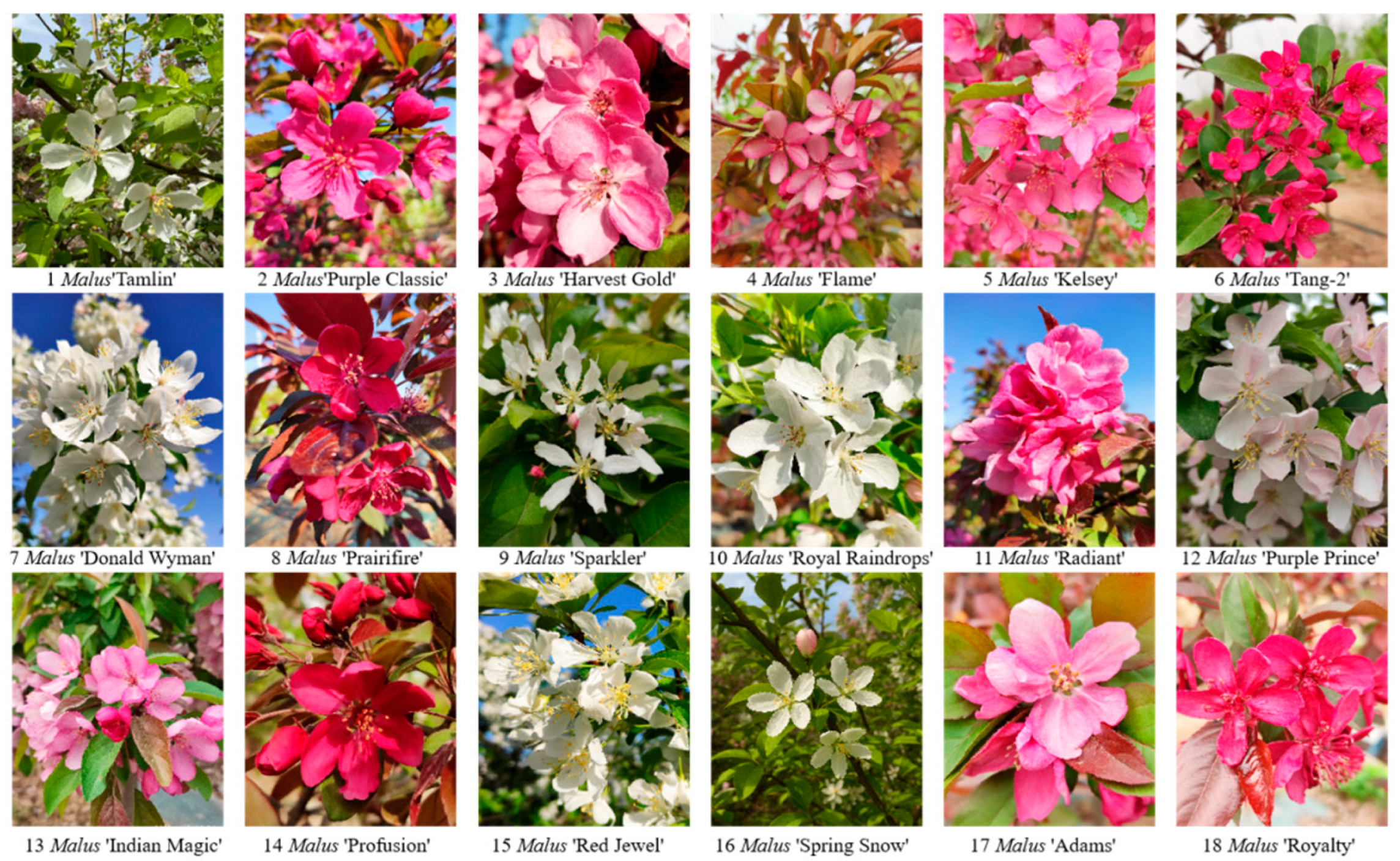 Horticulturae 11 00845 g001