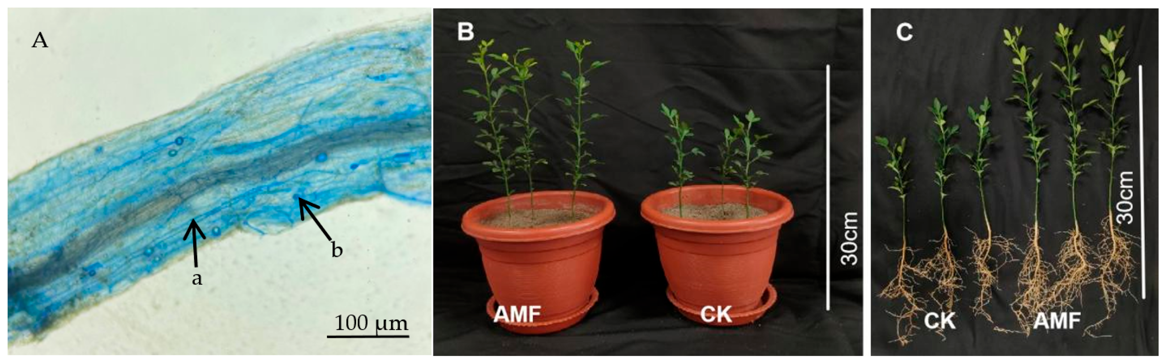 Horticulturae 11 00850 g001