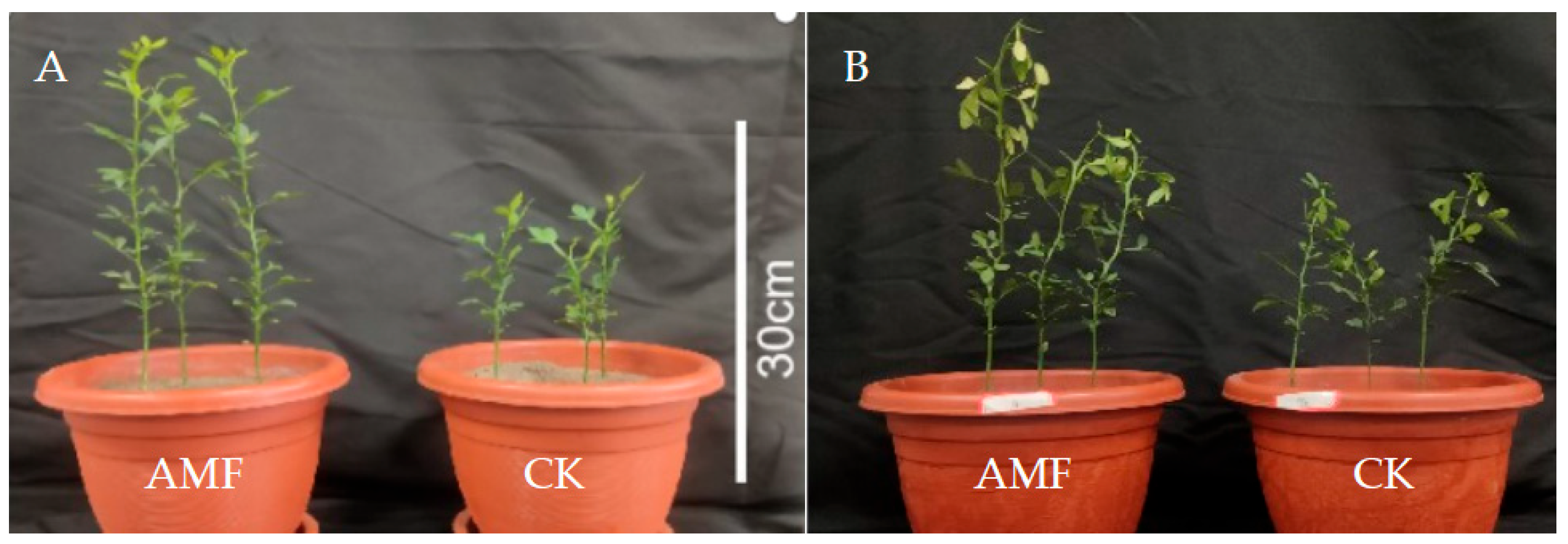 Horticulturae 11 00850 g002