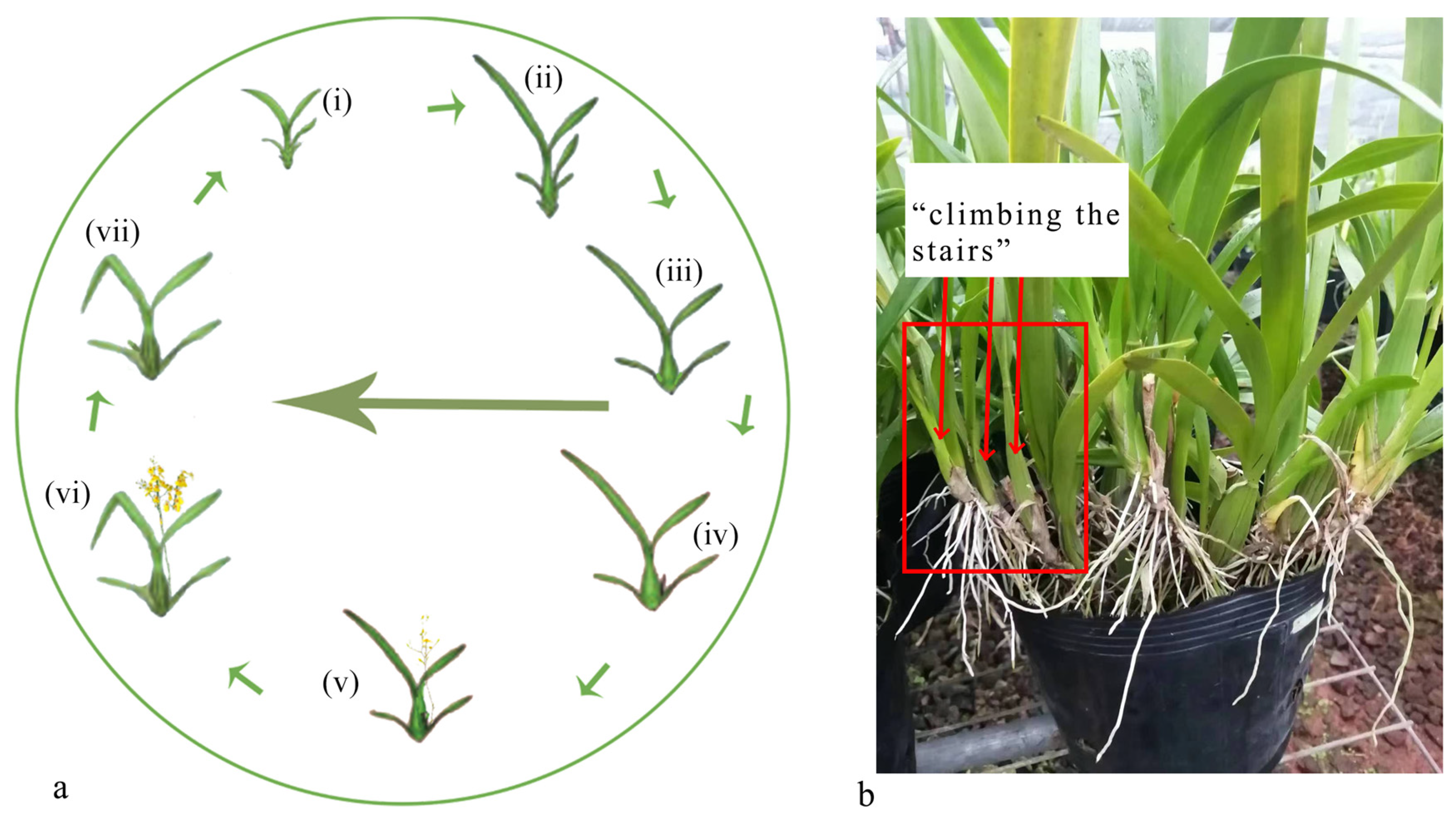 Horticulturae 11 00852 g001