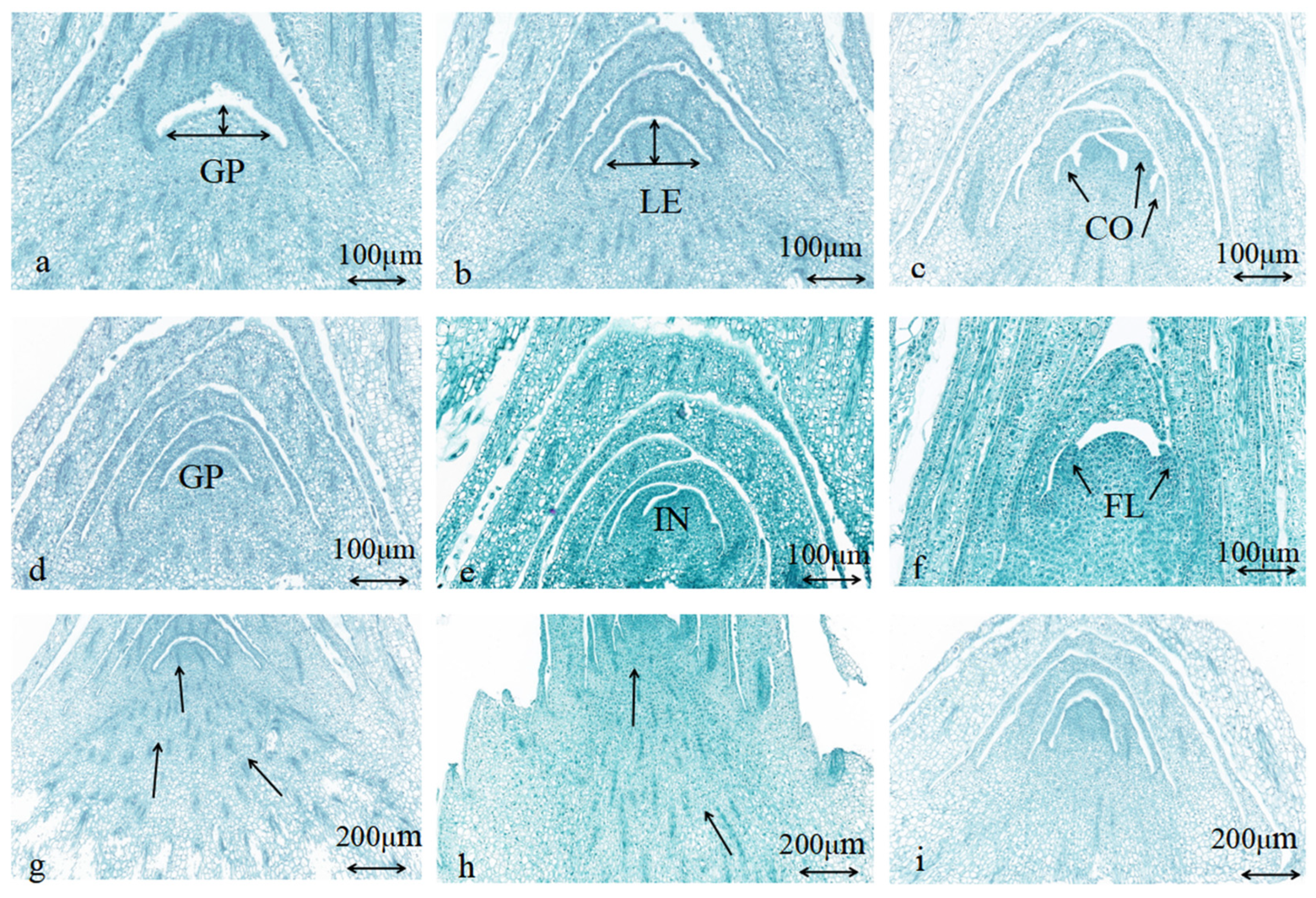 Horticulturae 11 00852 g002