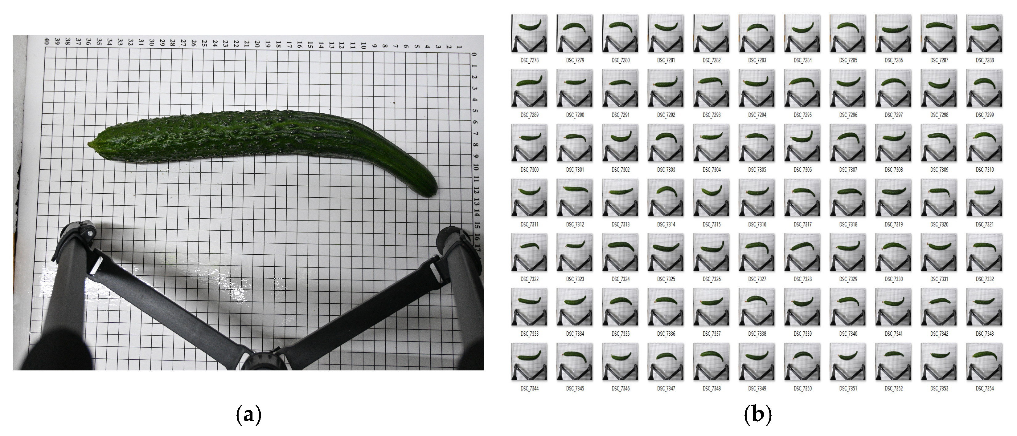 Horticulturae 11 00858 g001