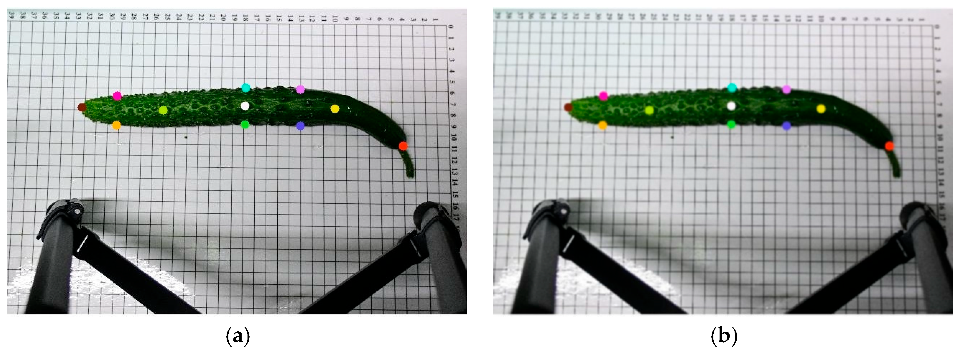 Horticulturae 11 00858 g003a