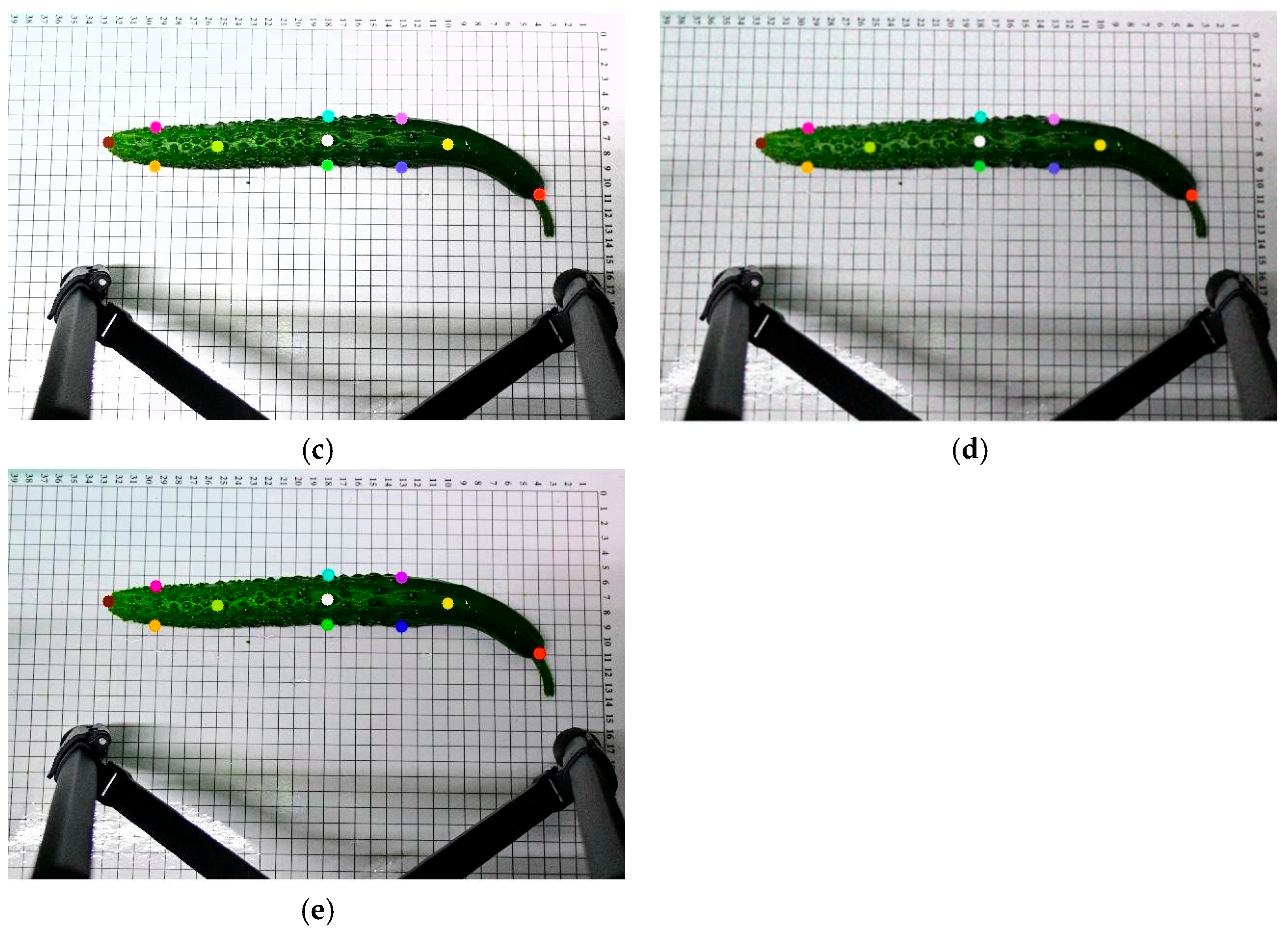 Horticulturae 11 00858 g003b