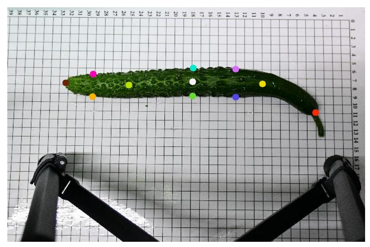 Horticulturae 11 00858 i007