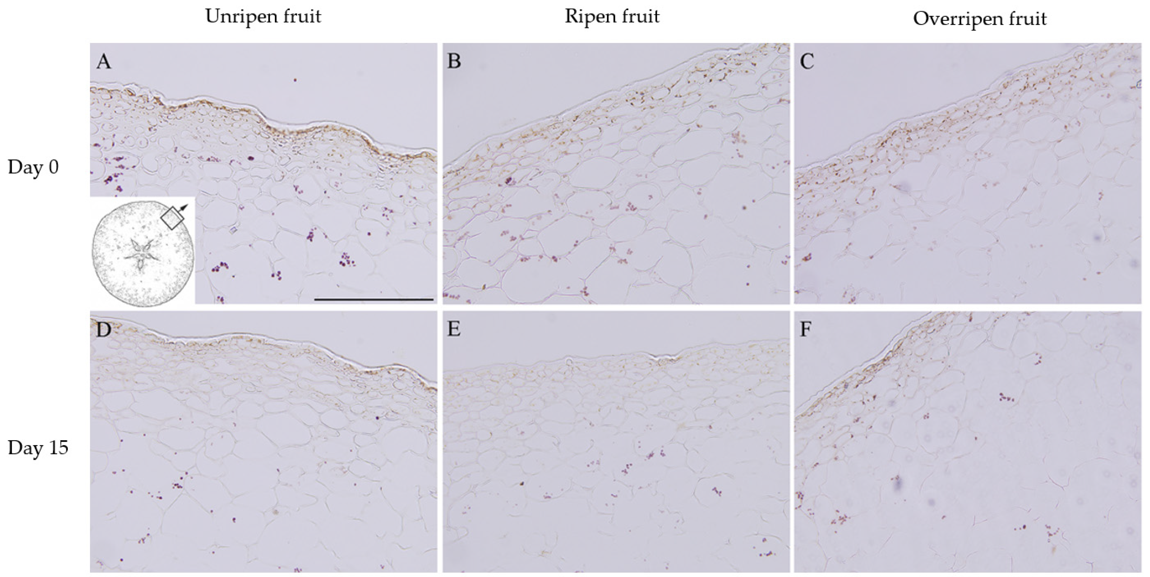 Horticulturae 11 00868 g003 Horticulturae 11 00868 g003
