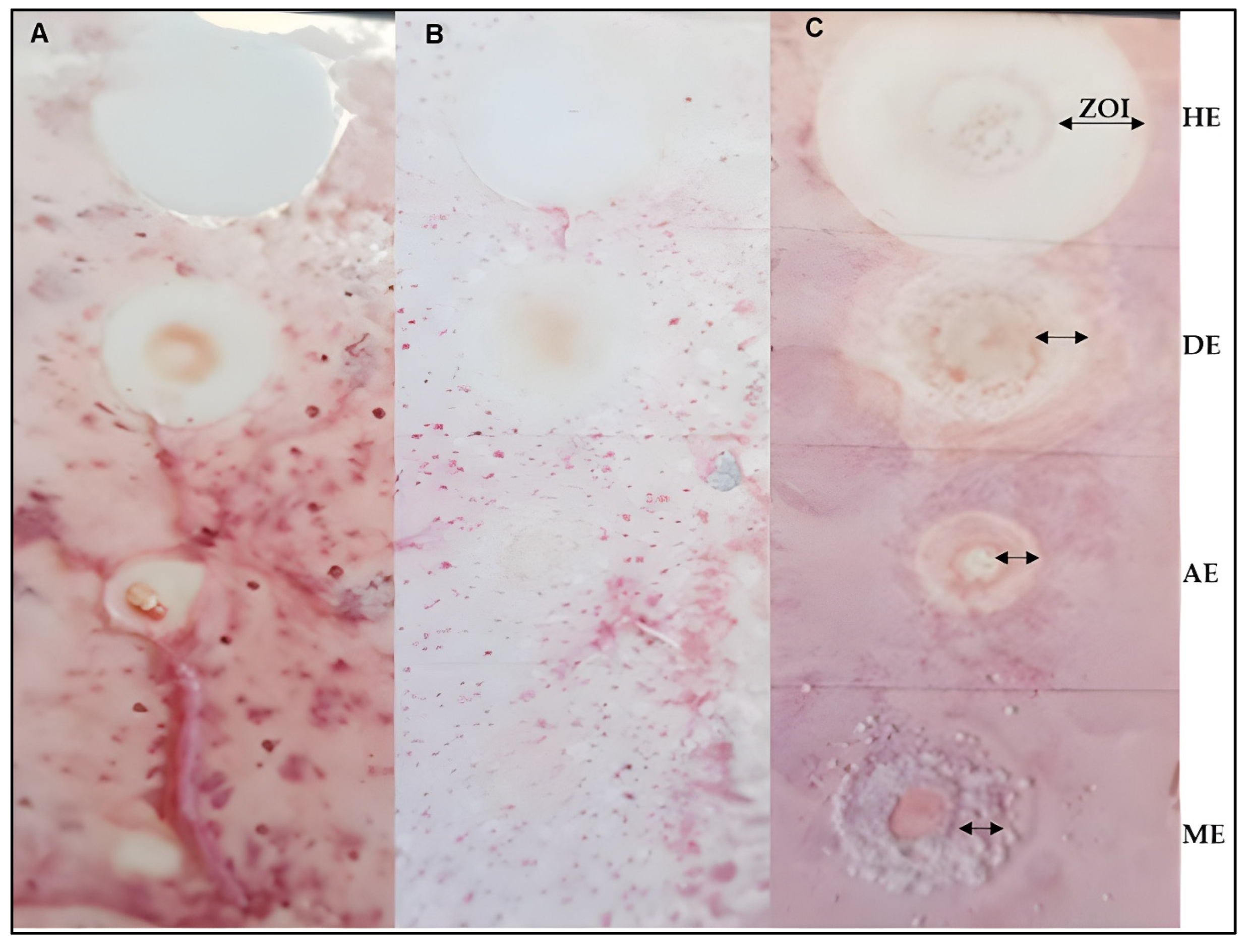 Horticulturae 11 00869 g003