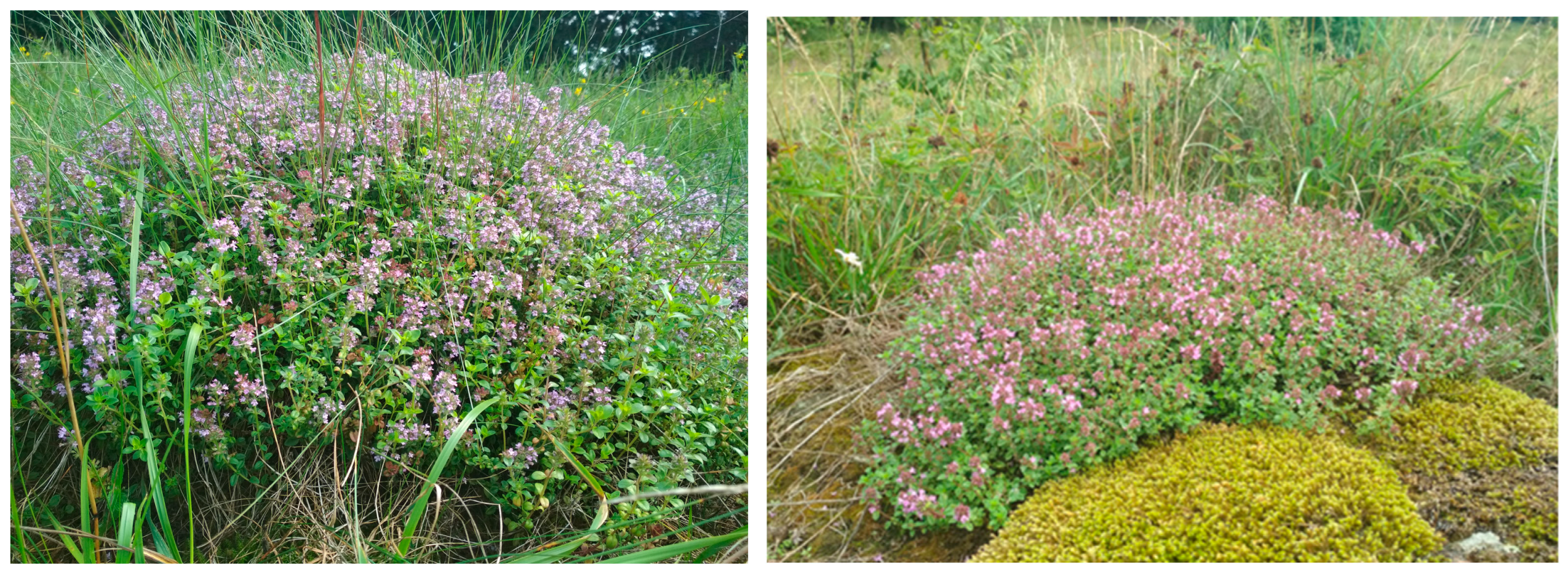 Horticulturae 11 00871 g001