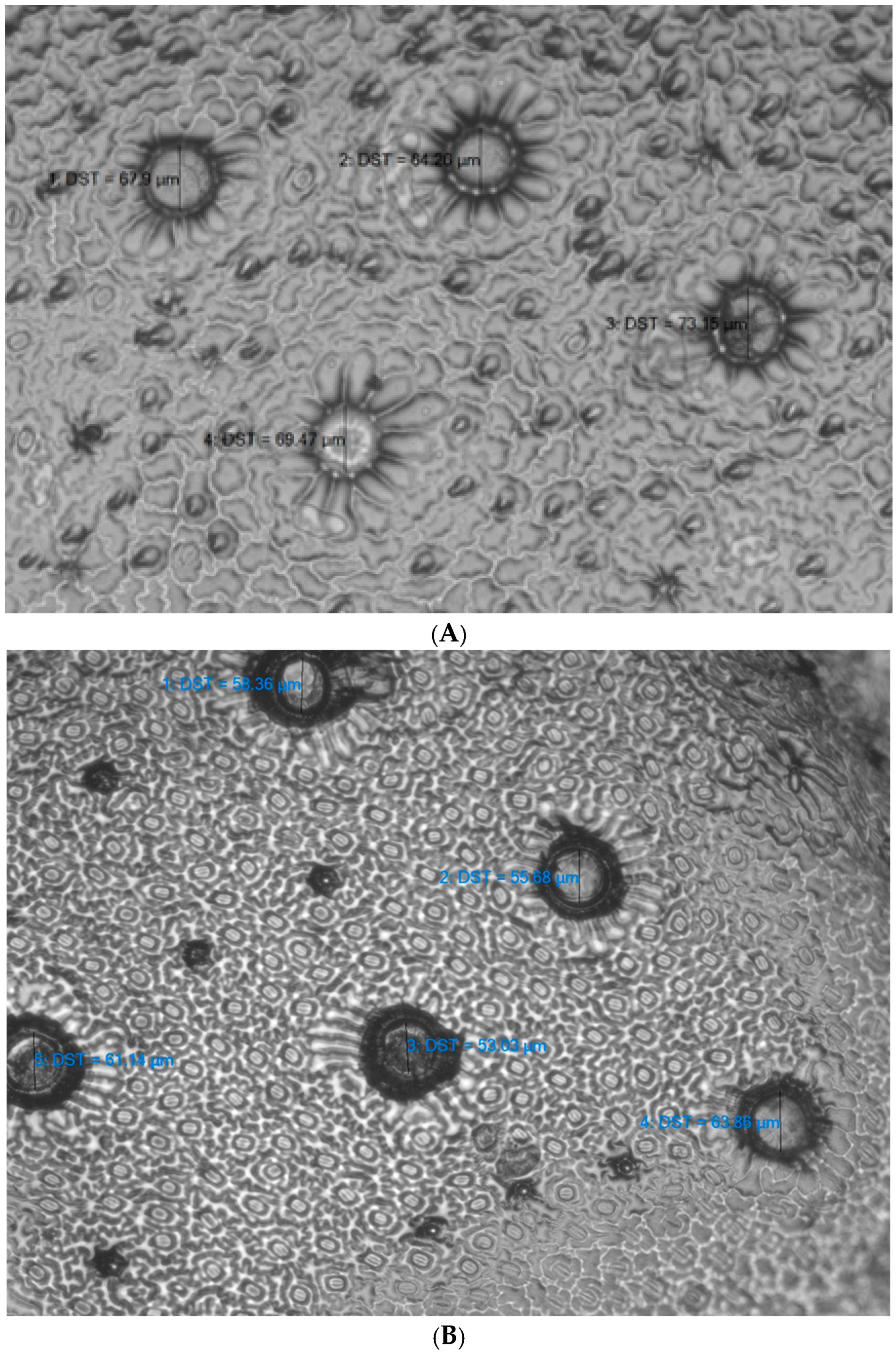Horticulturae 11 00871 g005