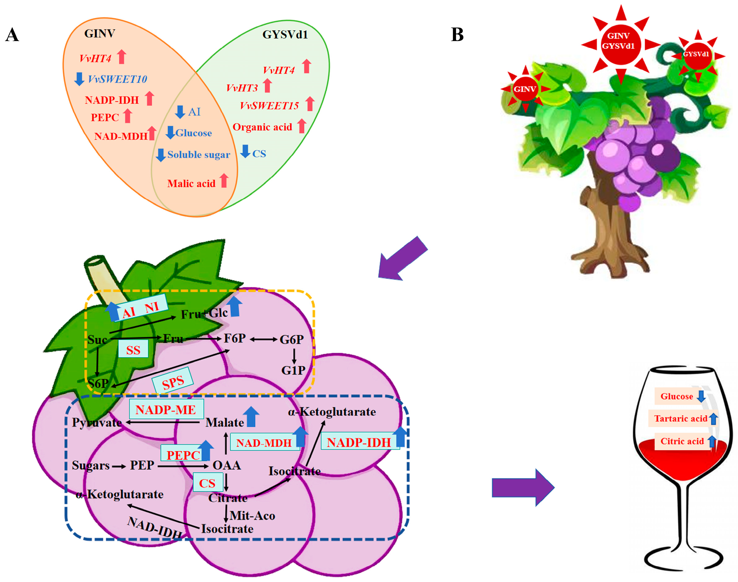 Horticulturae 11 00879 g008