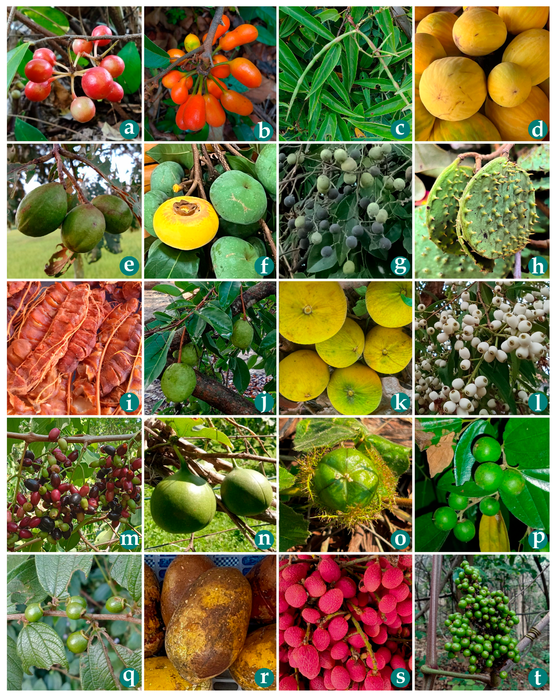 Horticulturae 11 00885 g003 Horticulturae 11 00885 g003