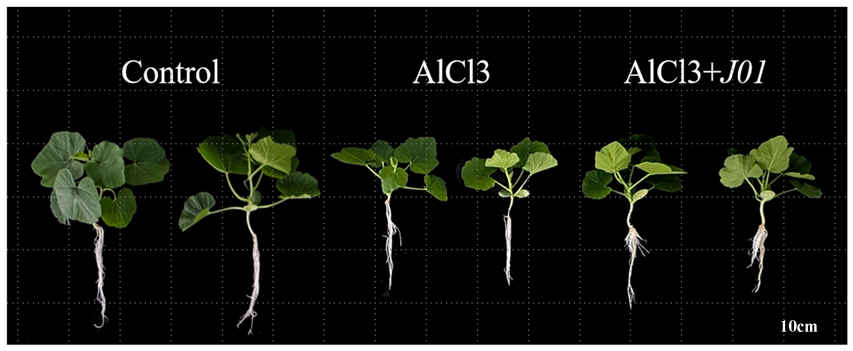 Horticulturae 11 00887 g002