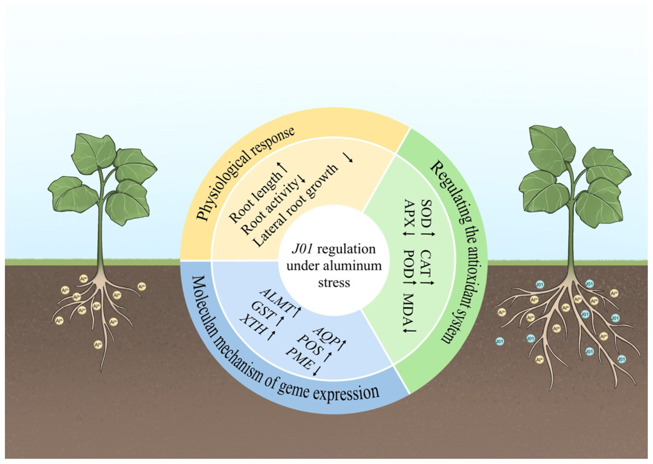 Horticulturae 11 00887 g007
