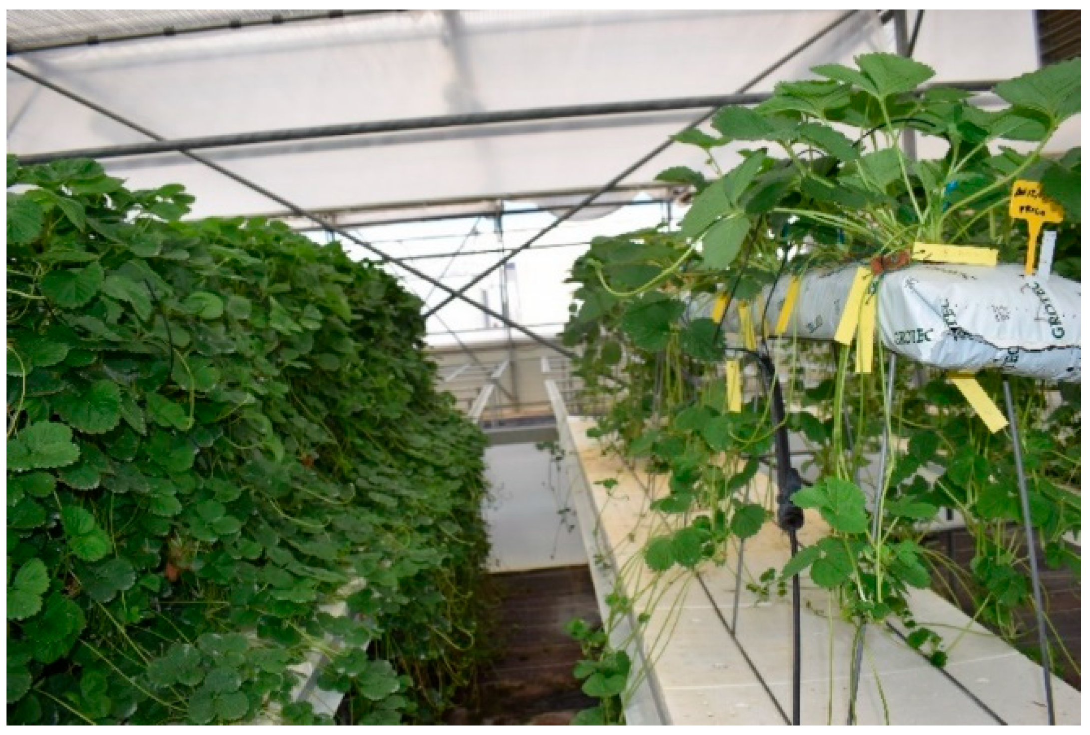 Horticulturae 11 00888 g001