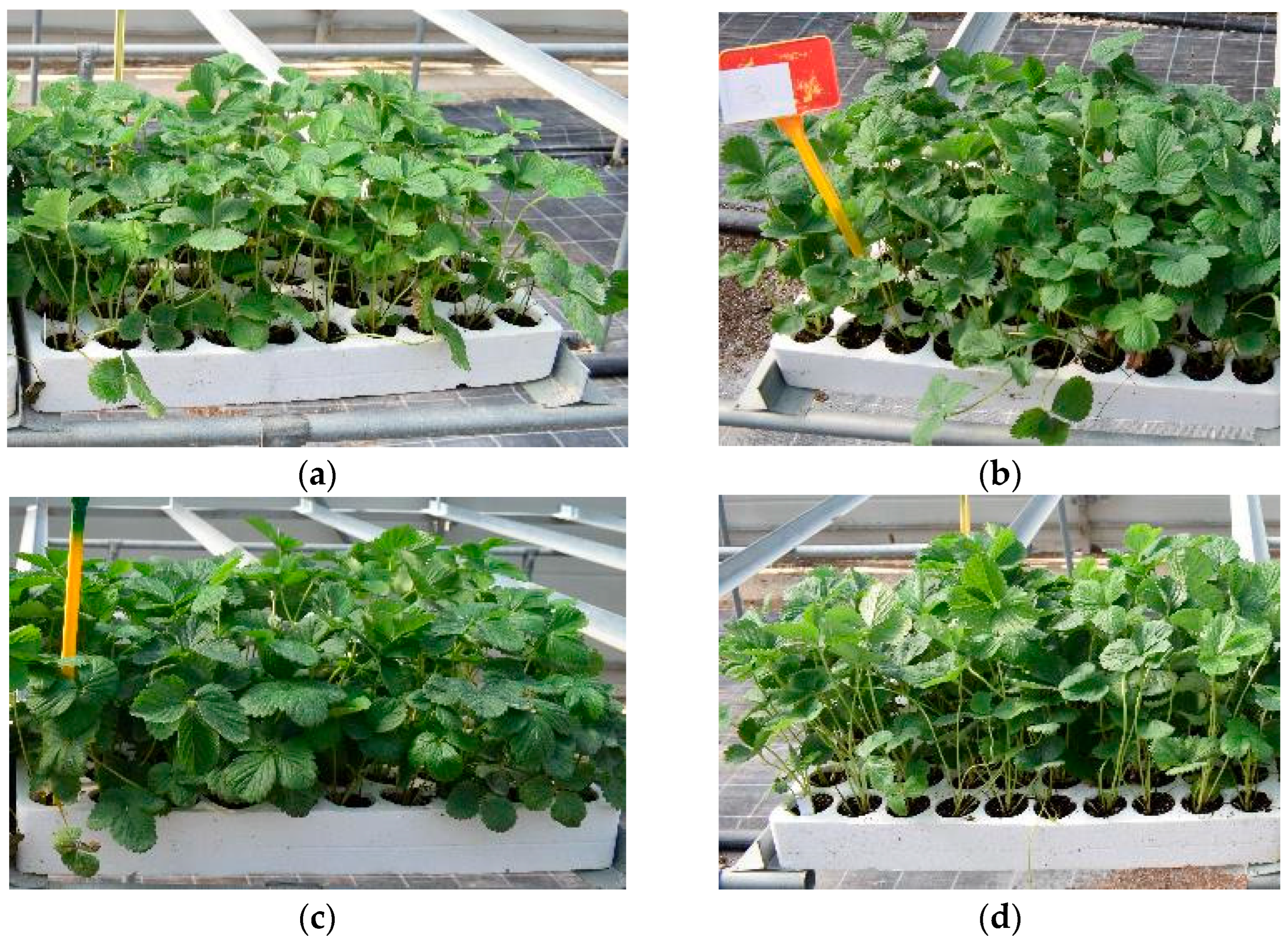 Horticulturae 11 00888 g004