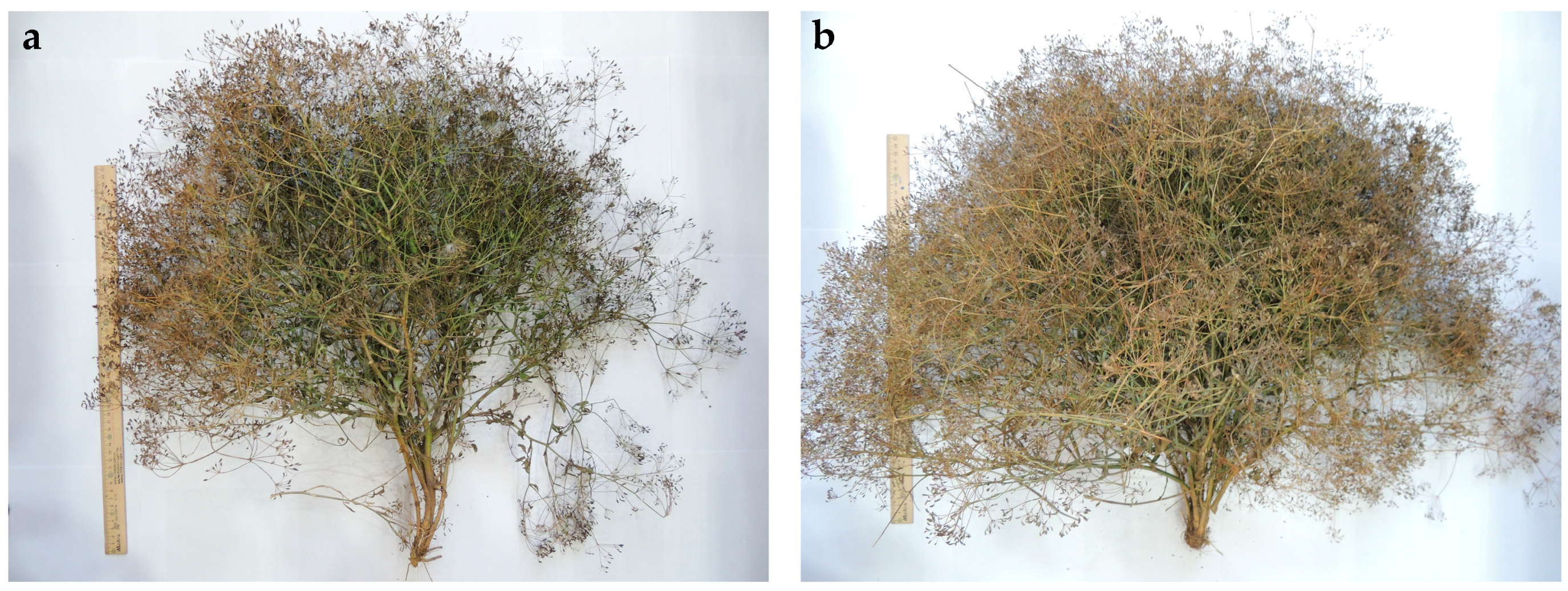 Horticulturae 11 00895 g002 Horticulturae 11 00895 g002