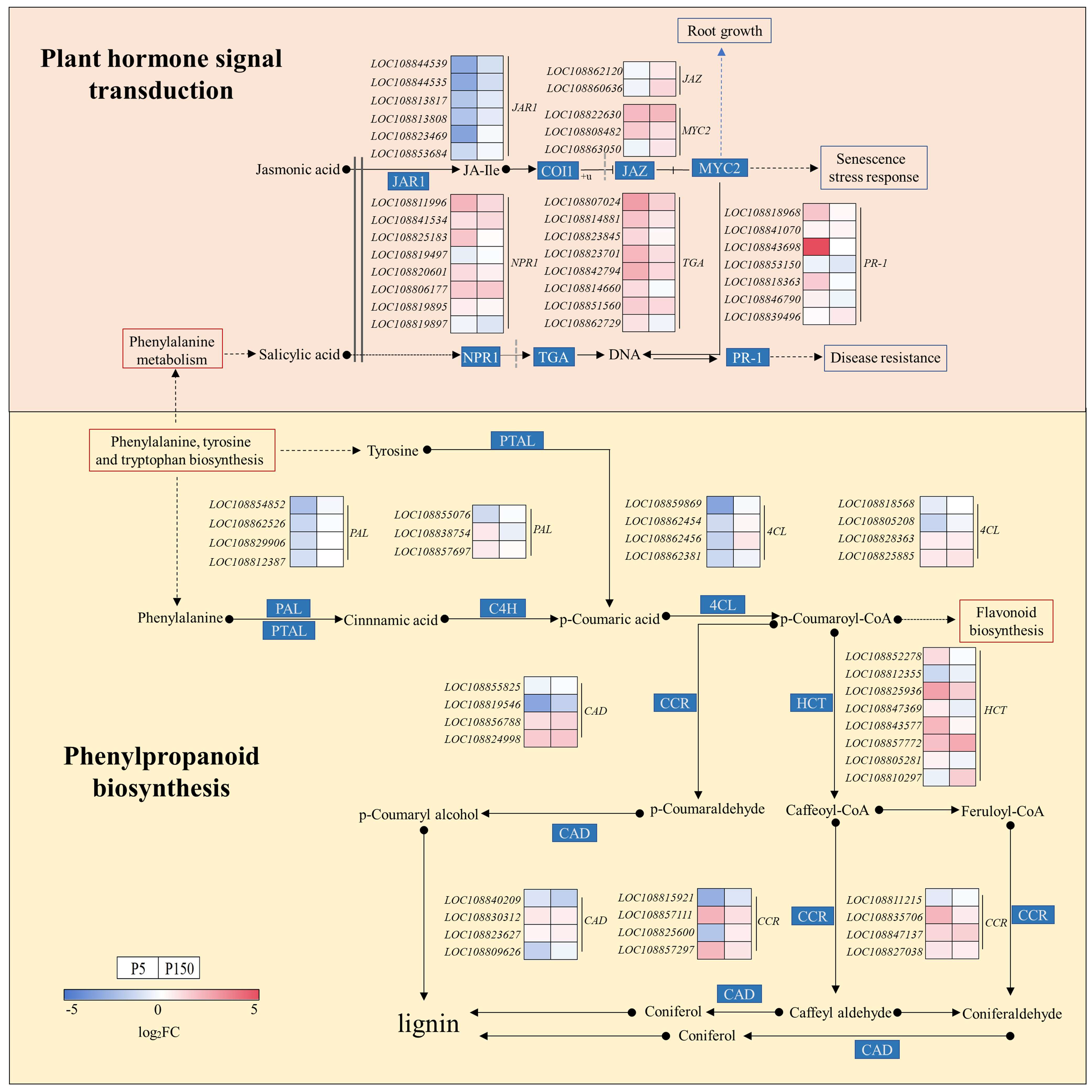 Horticulturae 11 00896 g004
