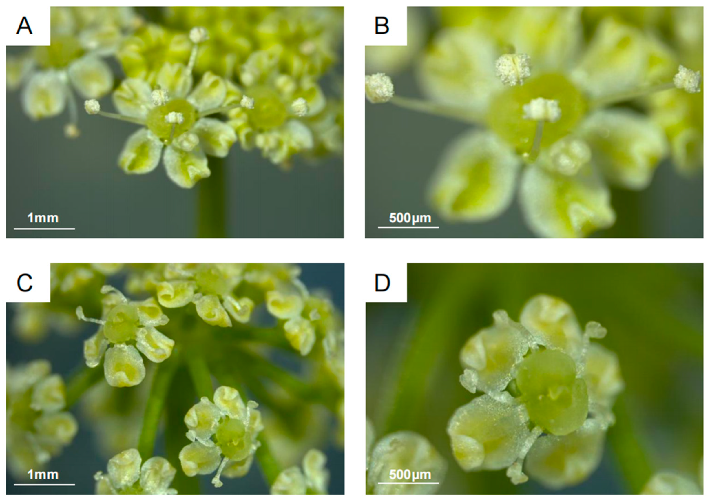 Horticulturae 11 00901 g001