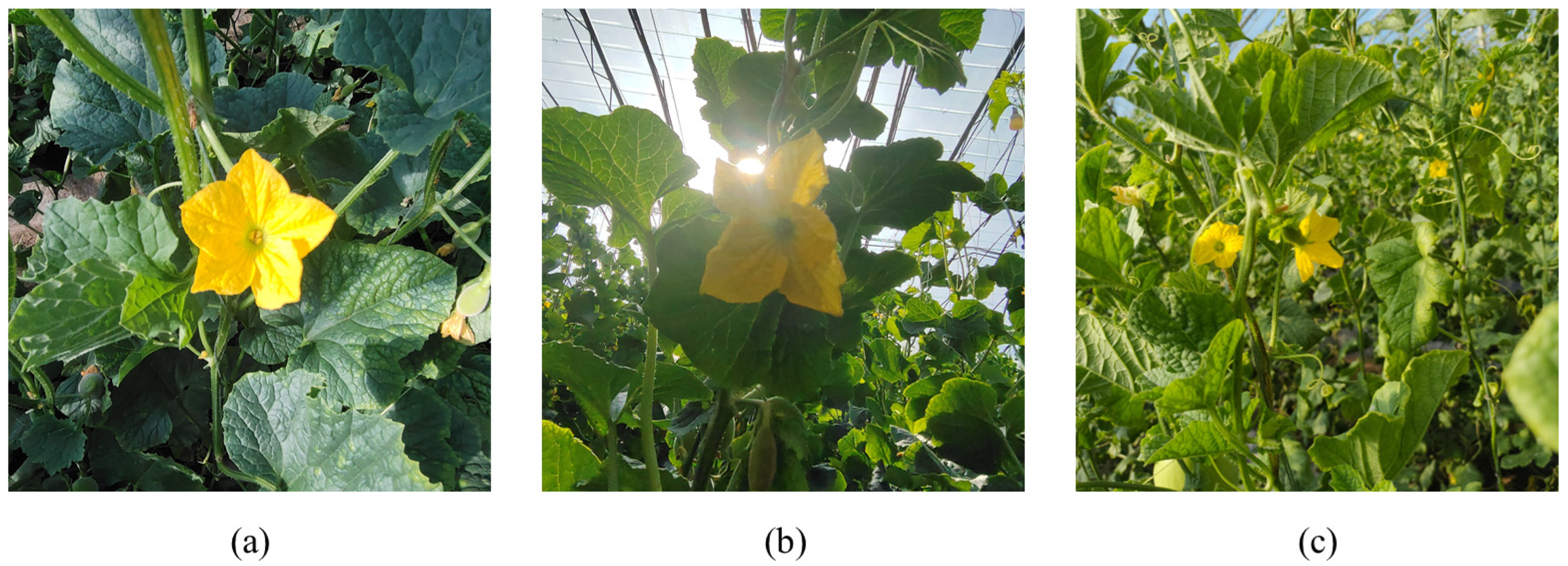 Horticulturae 11 00905 g001