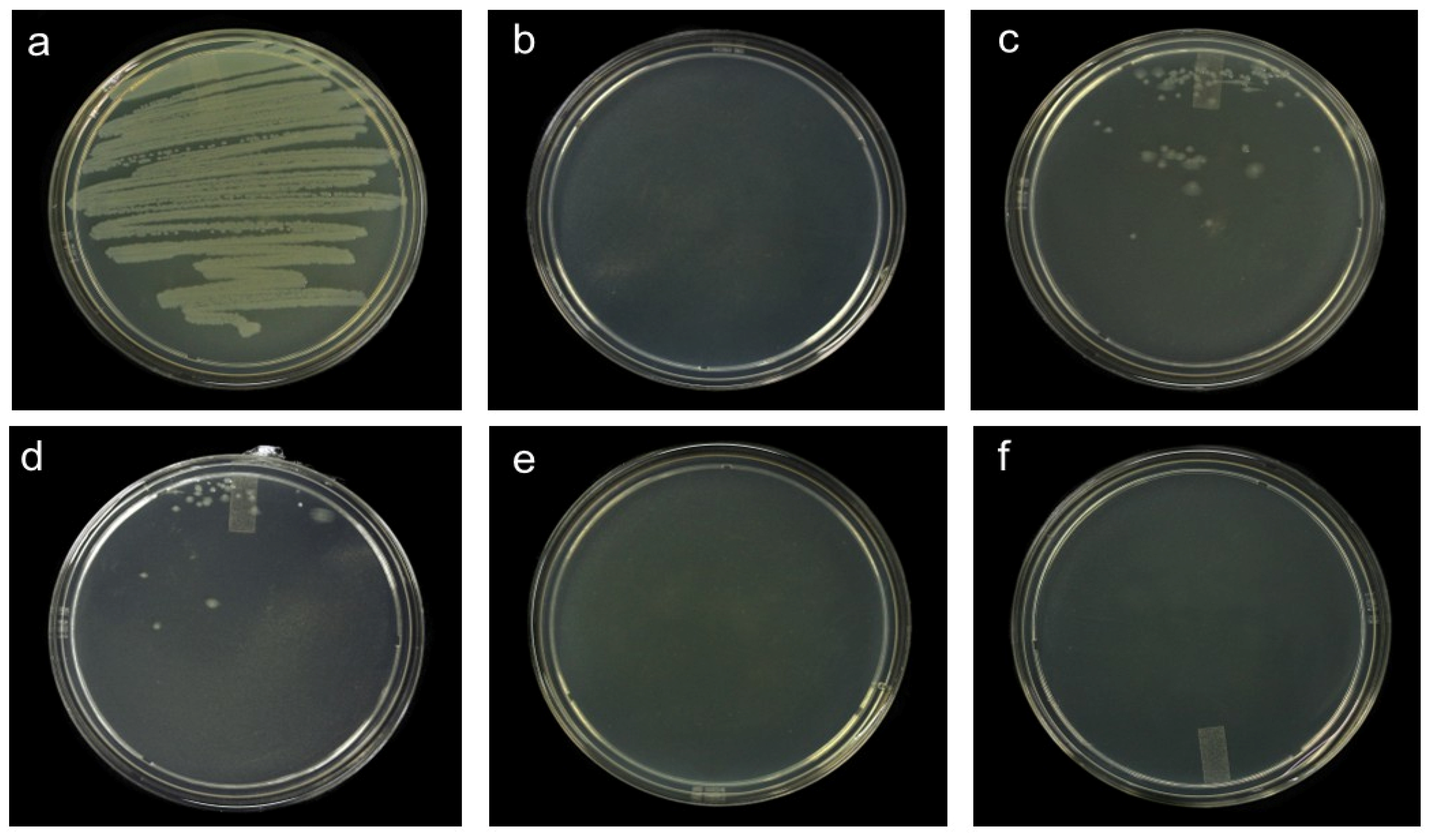 Horticulturae 11 00907 g003