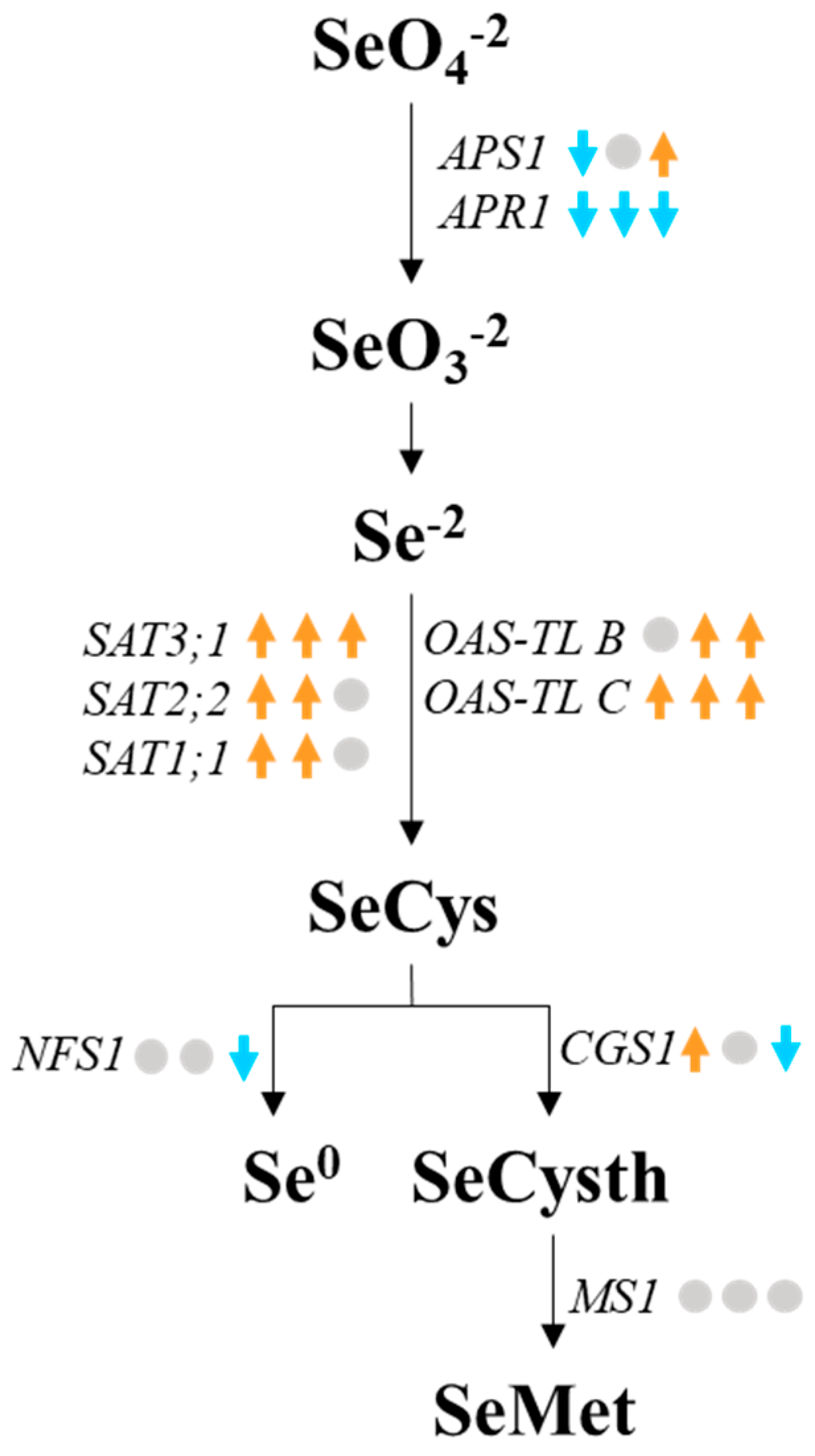 Horticulturae 11 00909 g007