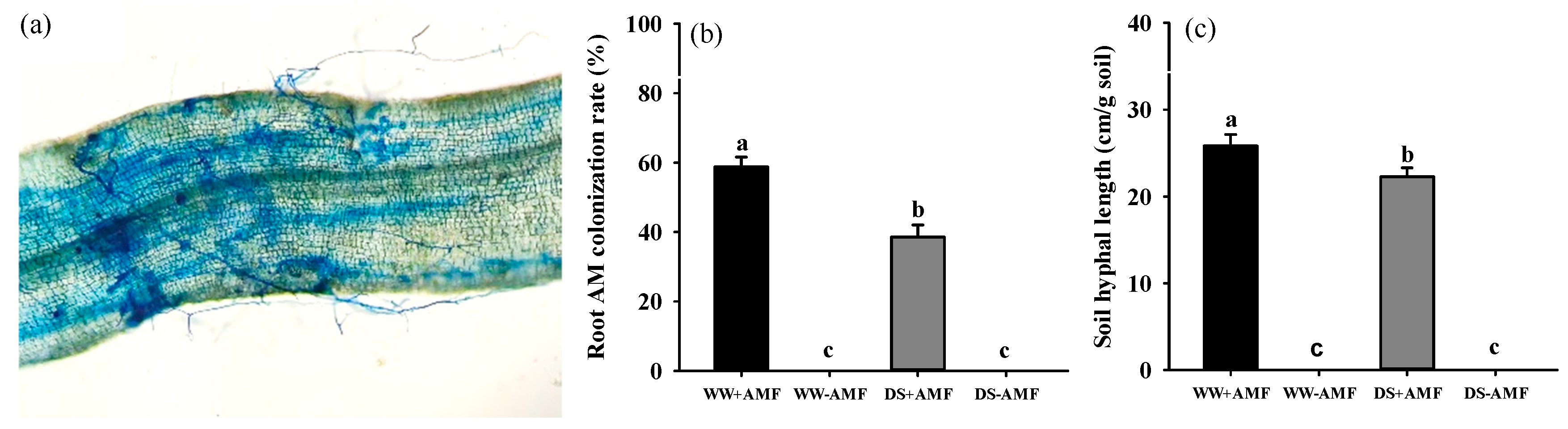 Horticulturae 11 00910 g001